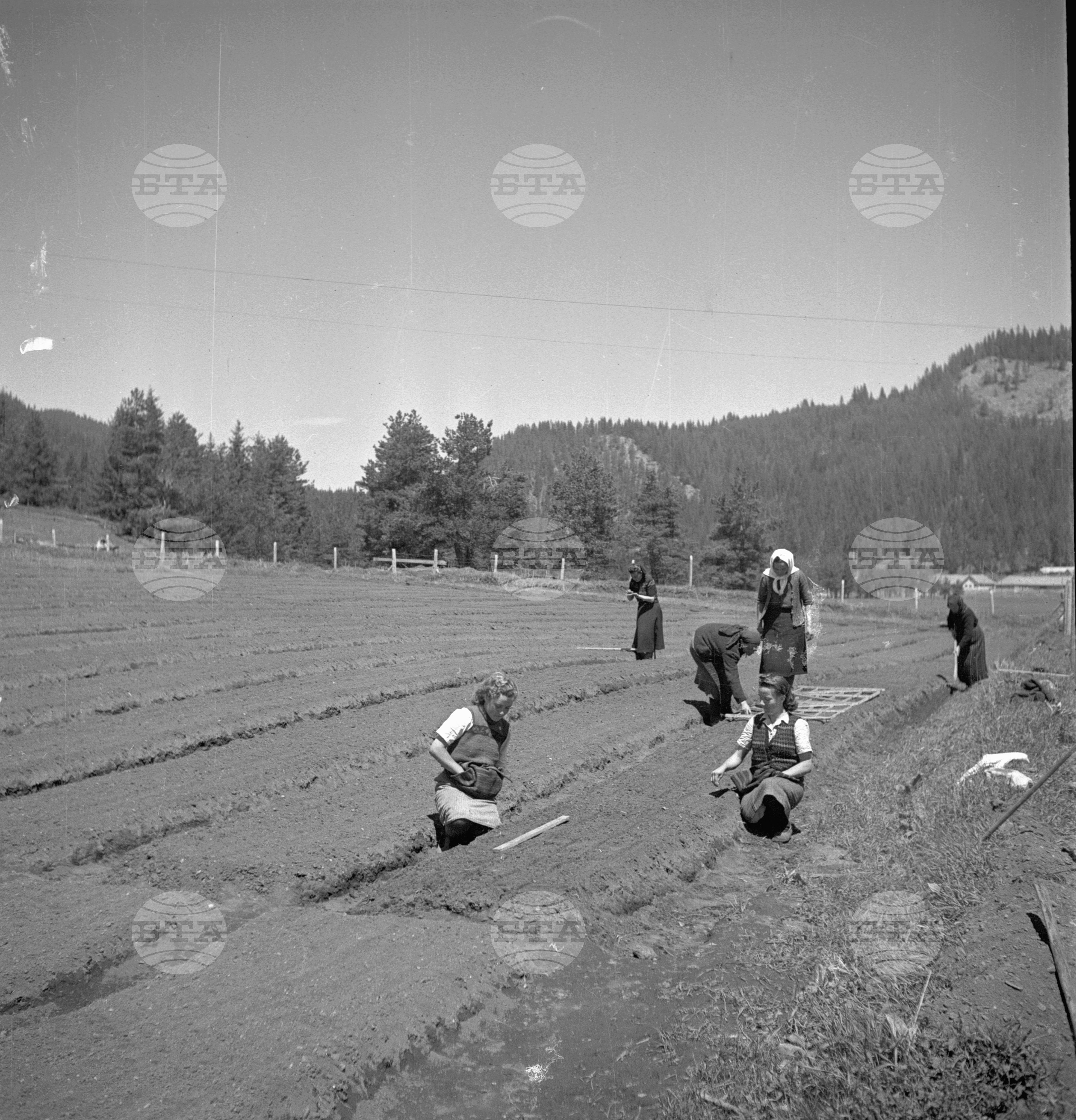 Дърводобив в държавни горски стопанства, 1951 - част 6