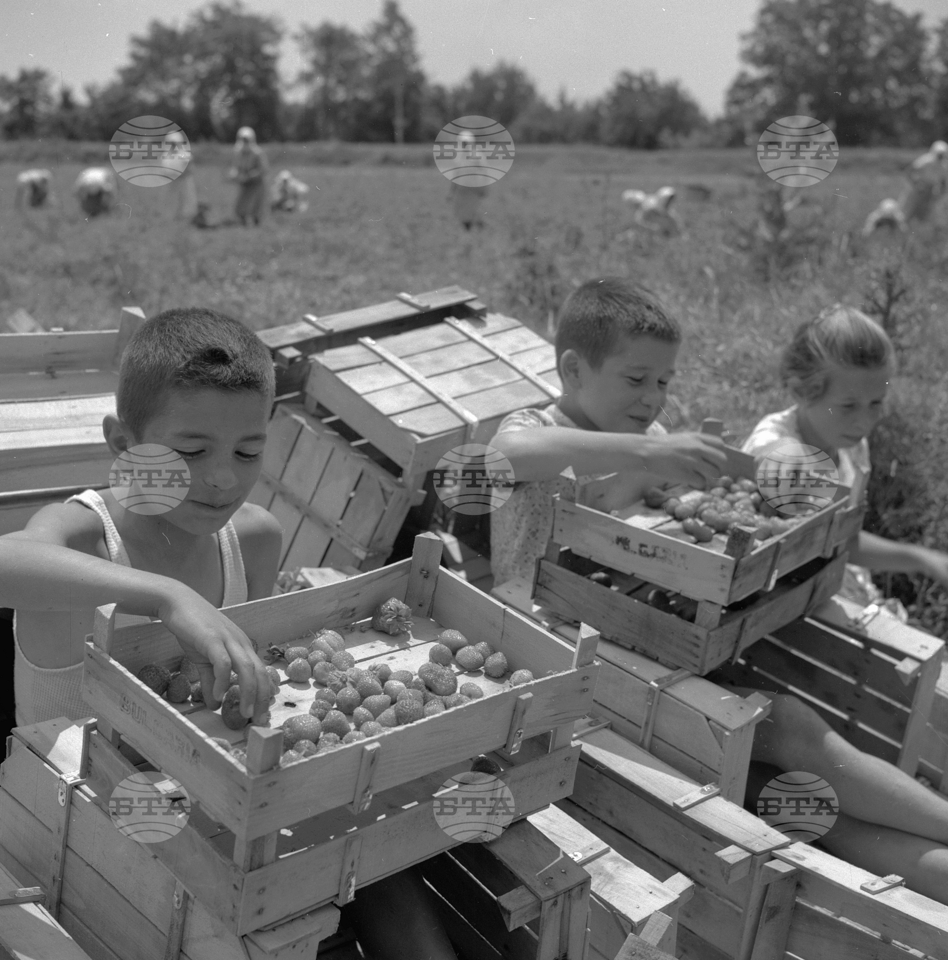 Из Пазарджишки окръг - 1963 - част 2