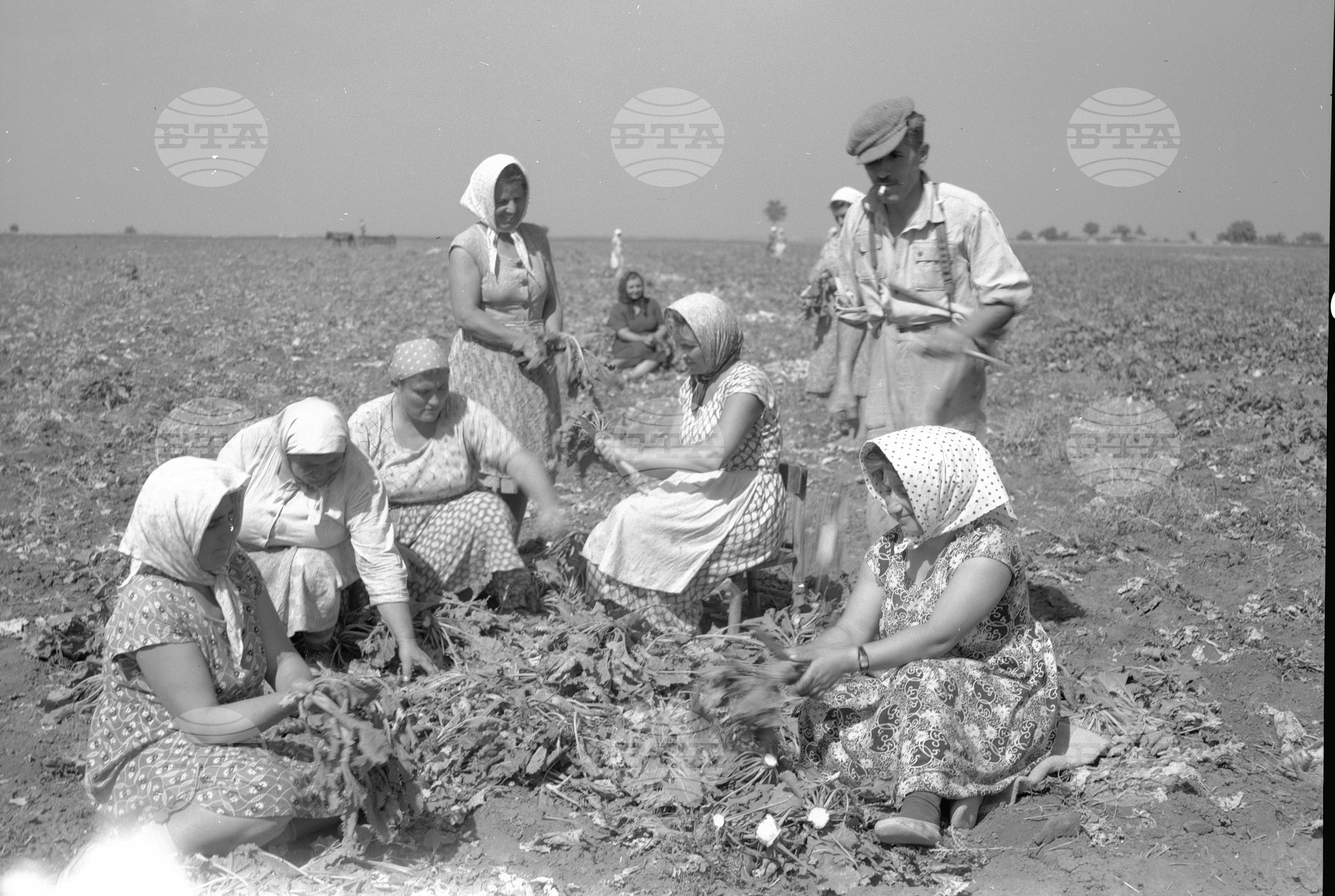 Трудово кооперативно земеделско стопанство (ТКЗС) село Горни Дъбник, Плевенско