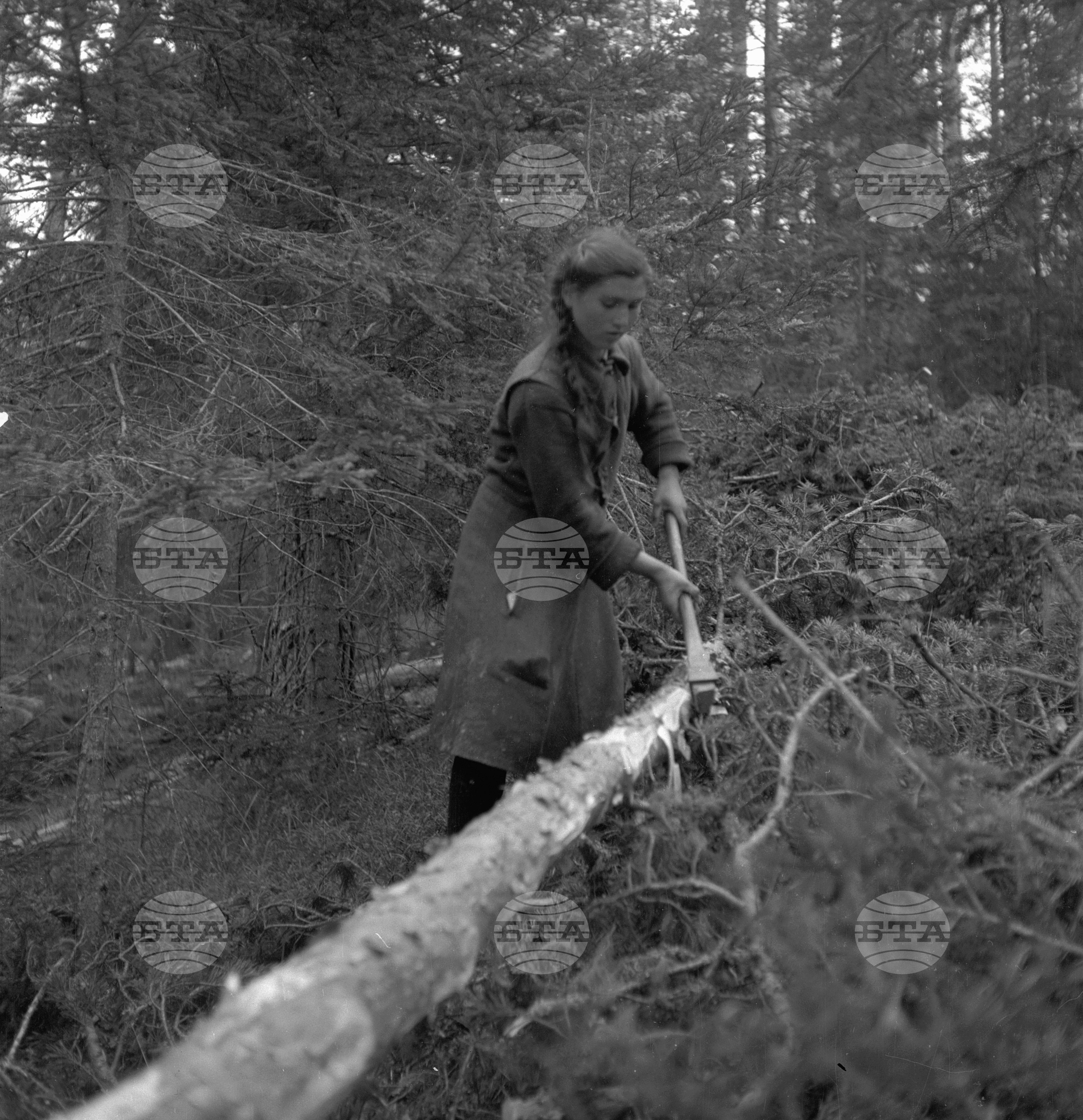 Дърводобив в държавни горски стопанства, 1951 - част 4