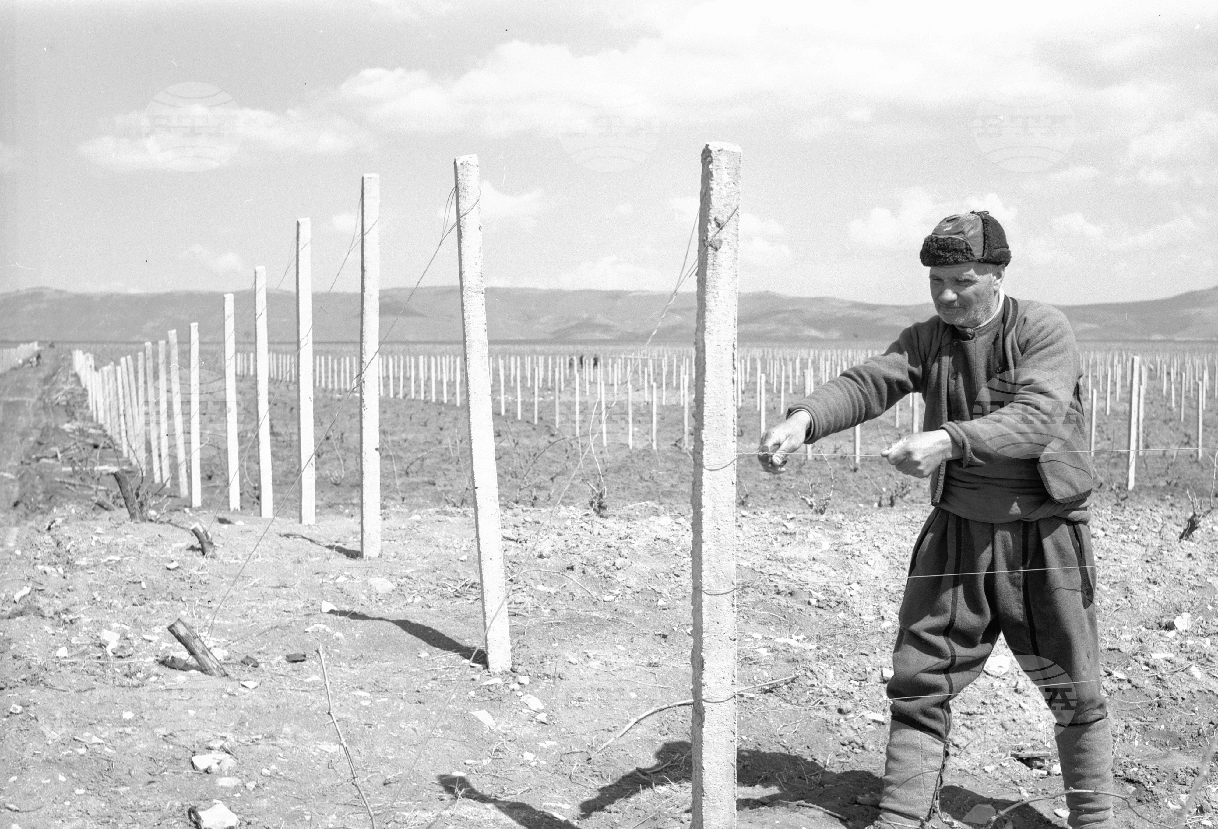 Пролетни грижи за лозята