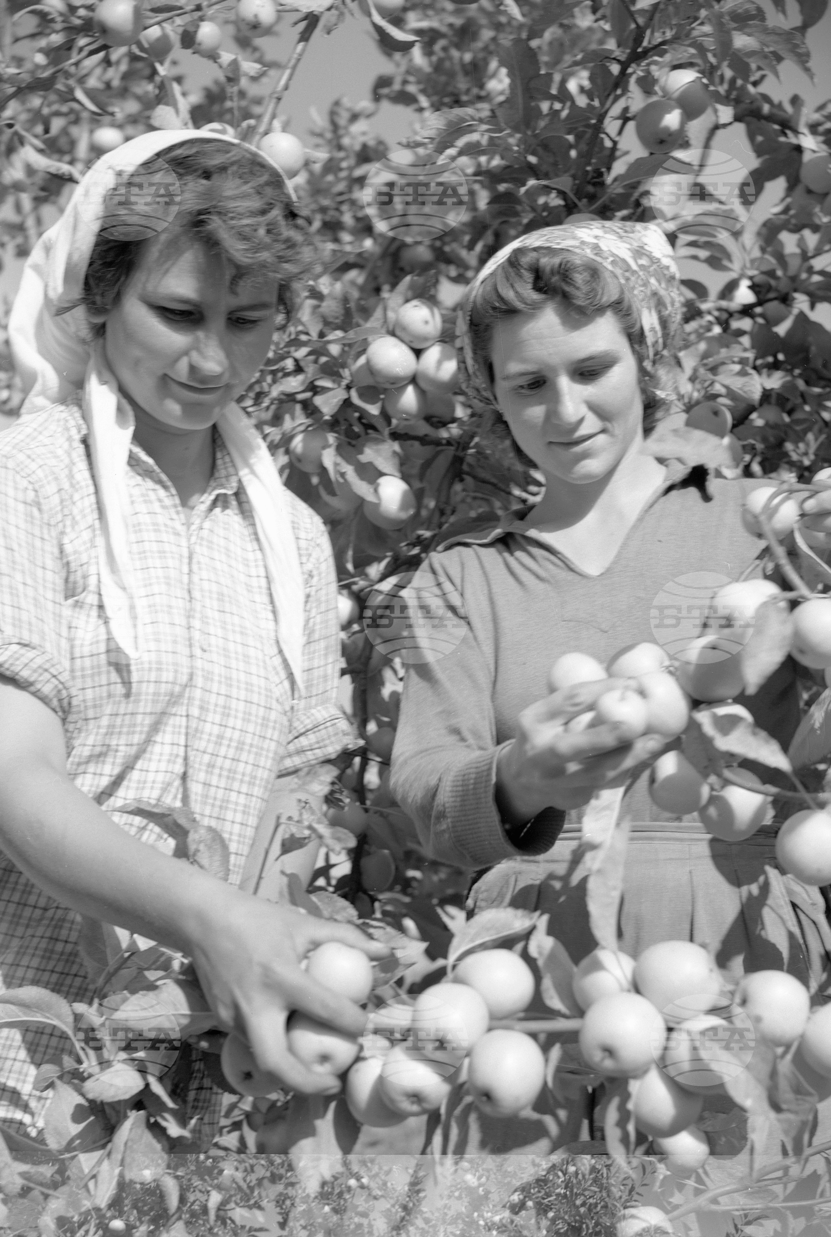 Беритбата на ябълки в Трудово кооперативно земеделско стопанство (ТКЗС) с. Кричим, Пловдивско
