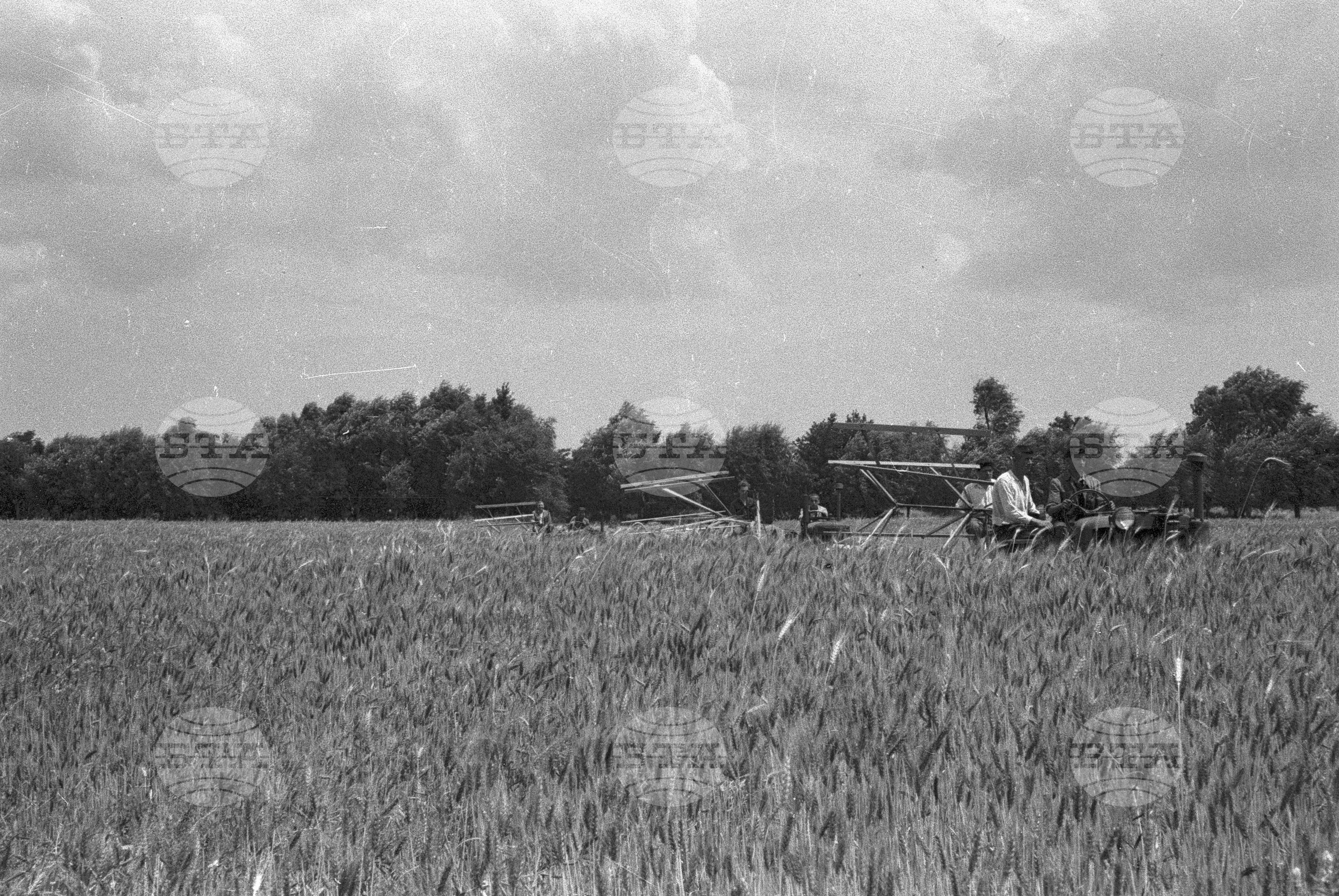 Жътва в Голямо Конаре (дн. гр. Съединение), 1951