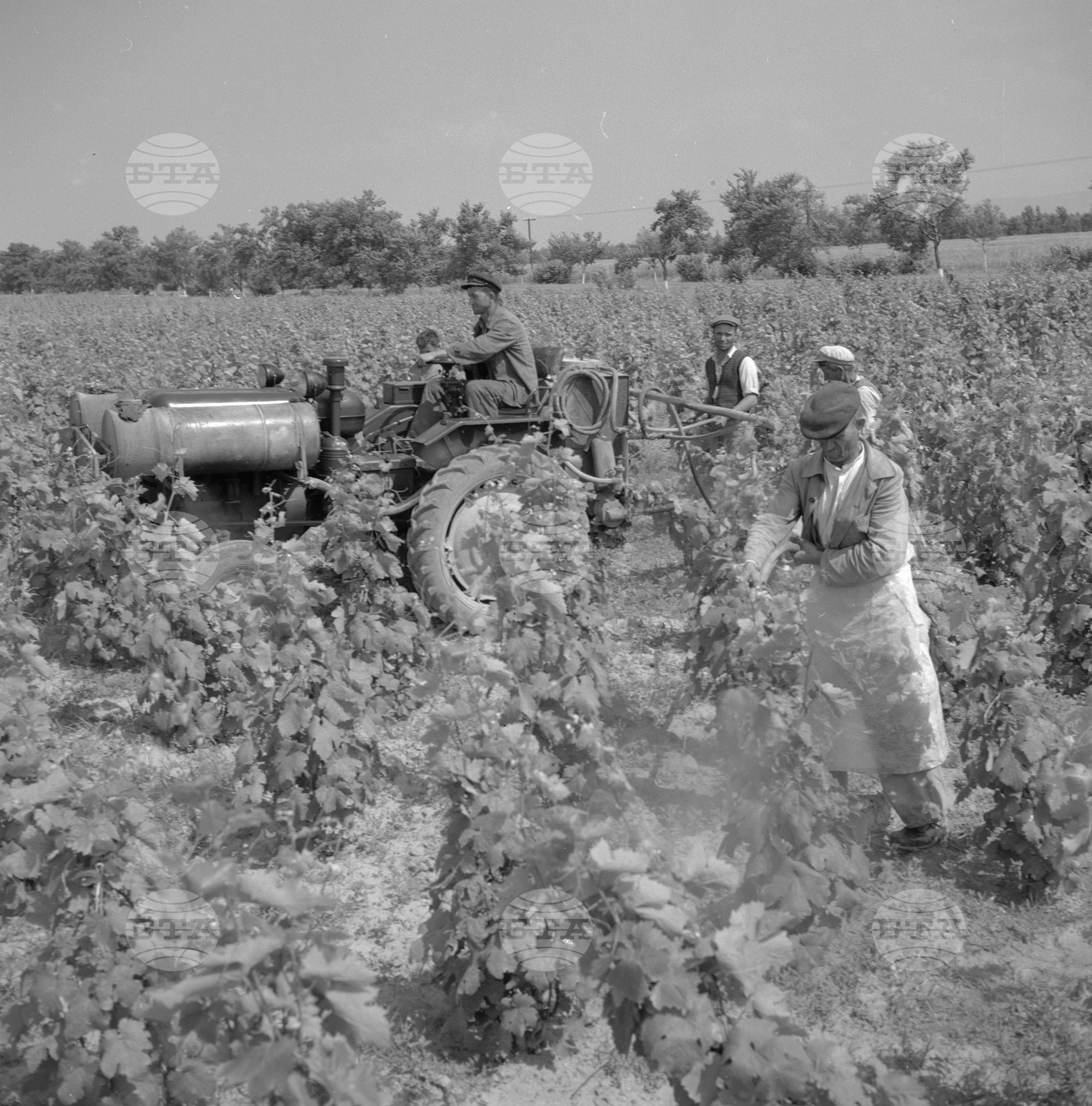Из Пазарджишки окръг - 1963
