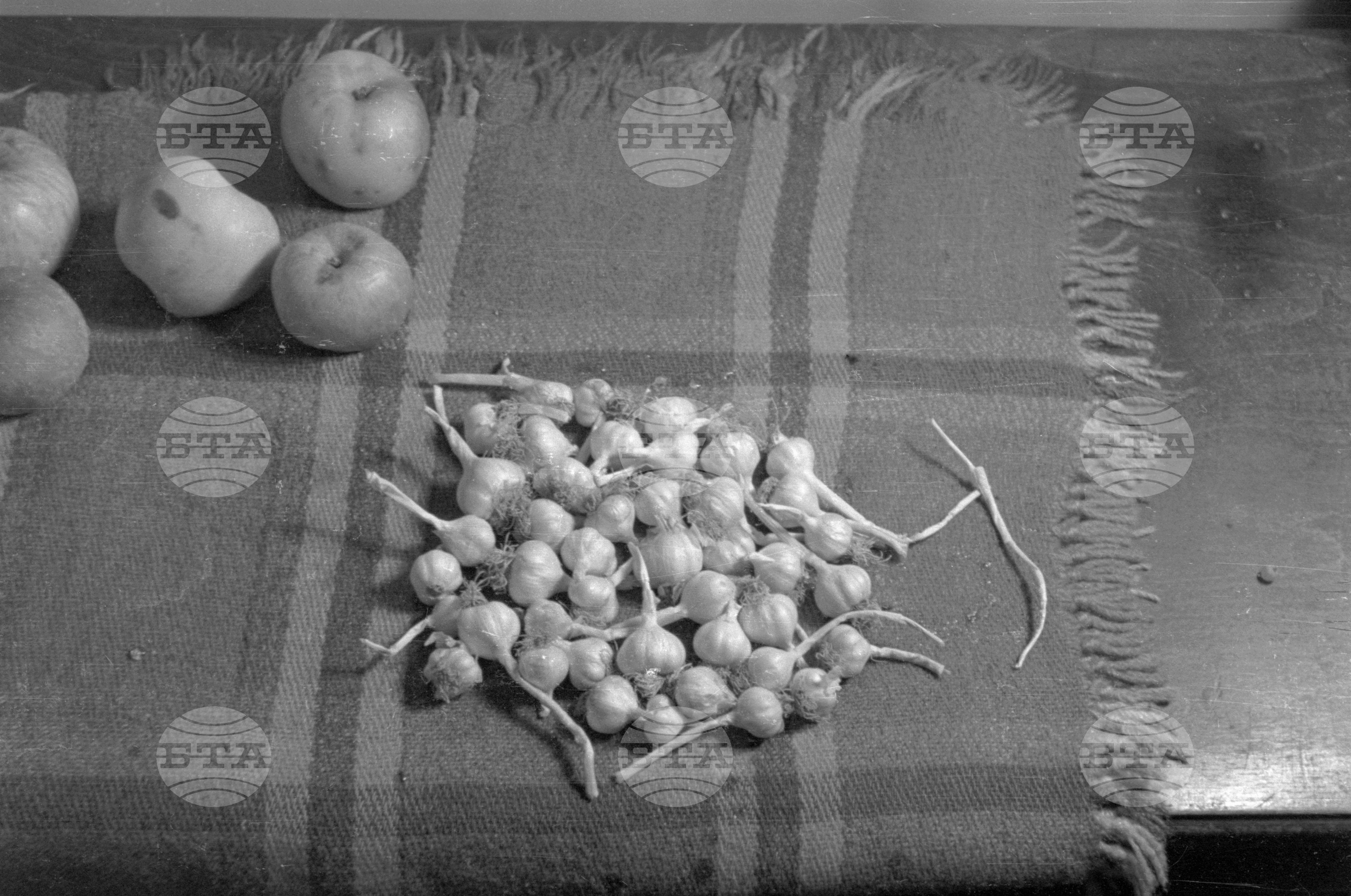 Из Кюстендилски окръг - септември 1962 година