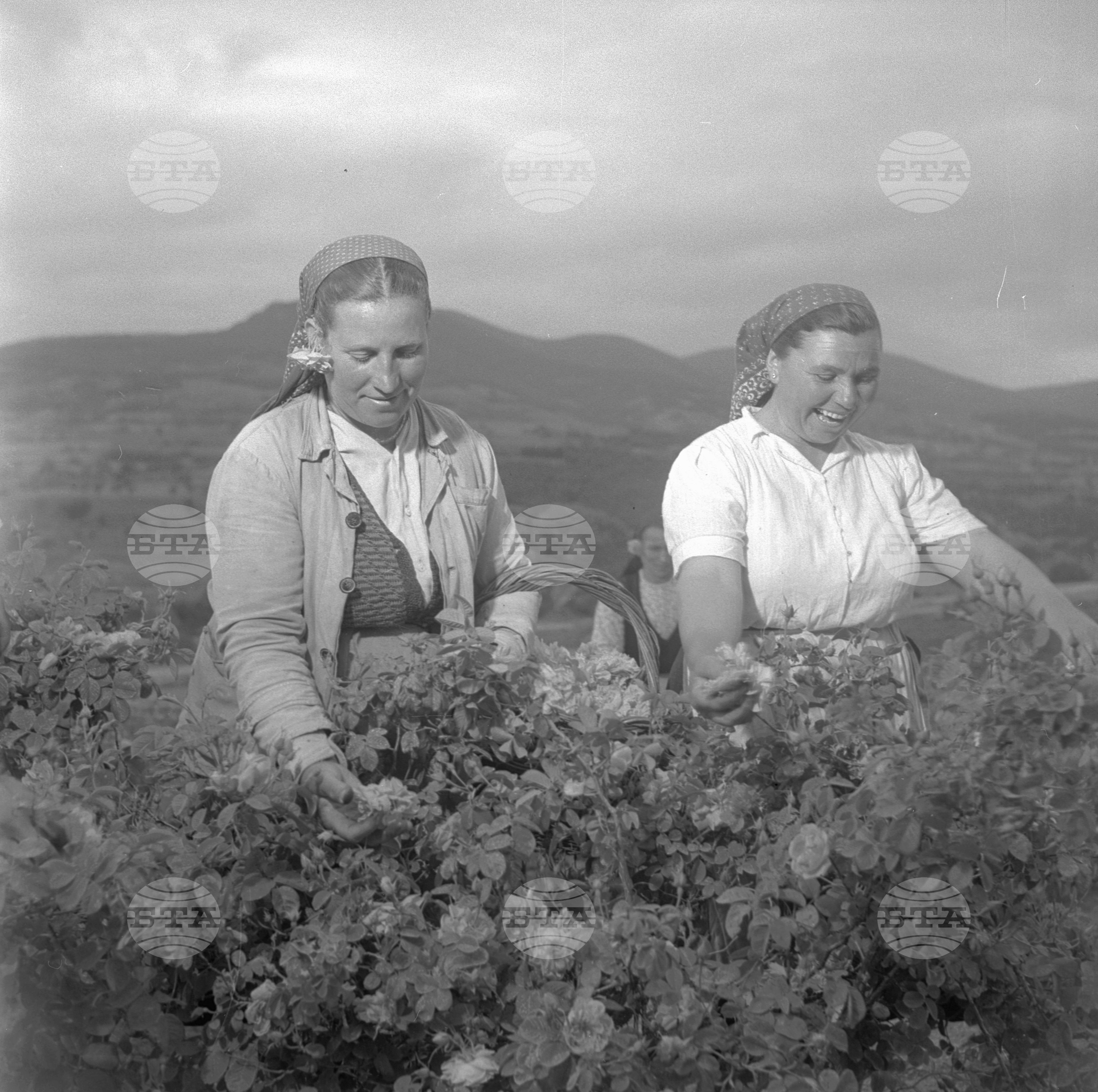 Розобер в Трудово кооперативно земеделско стопанство (ТКЗС) в село Пъстрово - Стара Загора