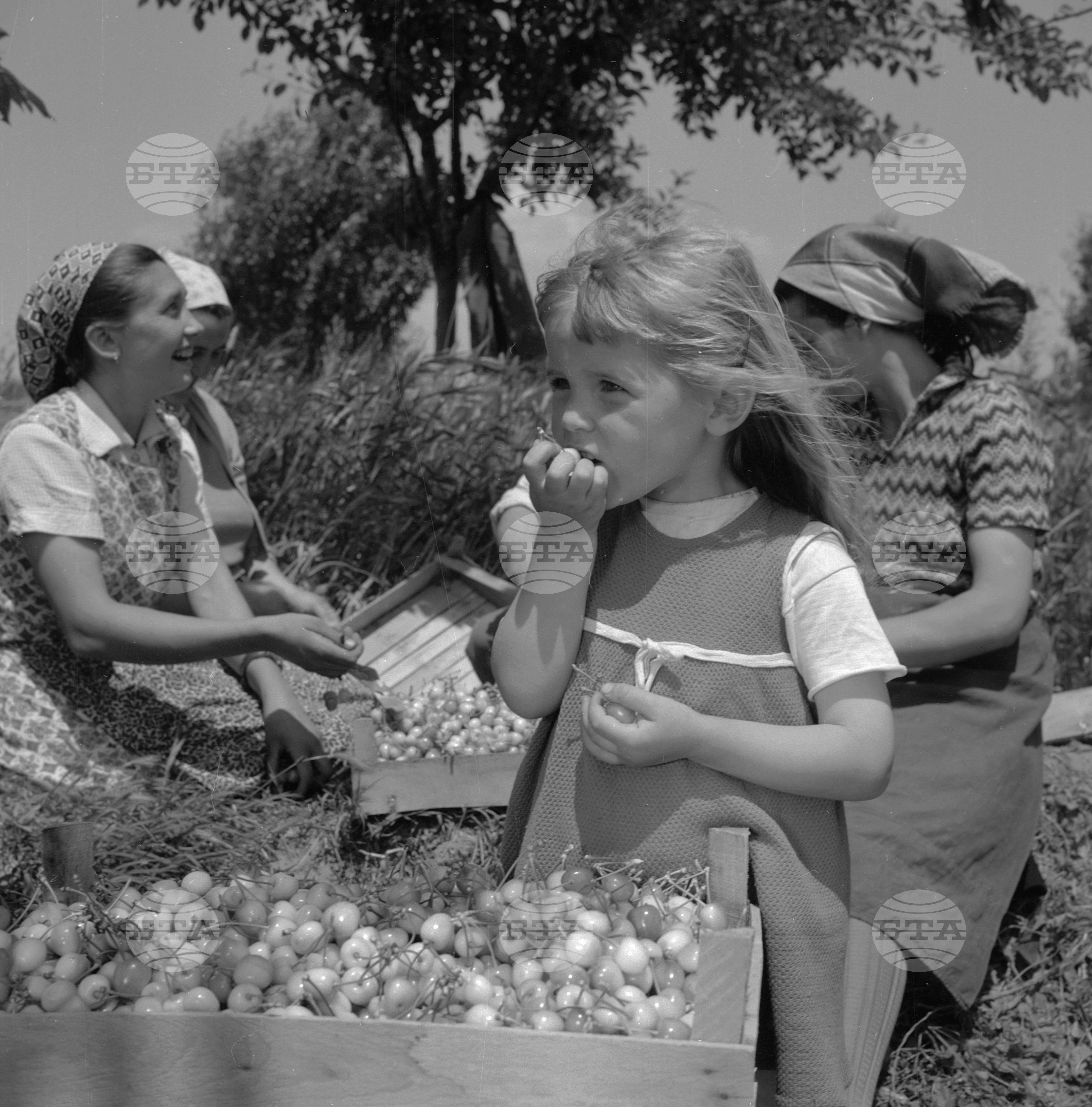 Из Пазарджишки окръг - 1963