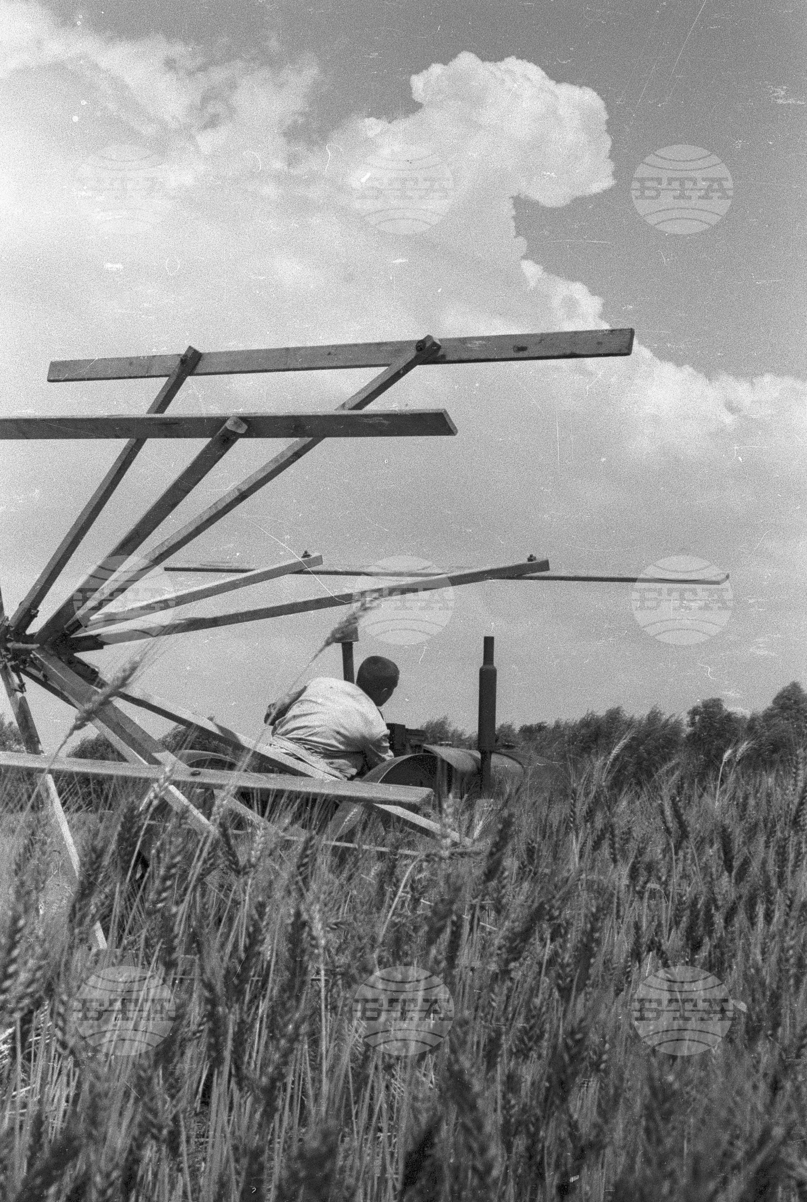 Жътва в Голямо Конаре (дн. гр. Съединение), 1951