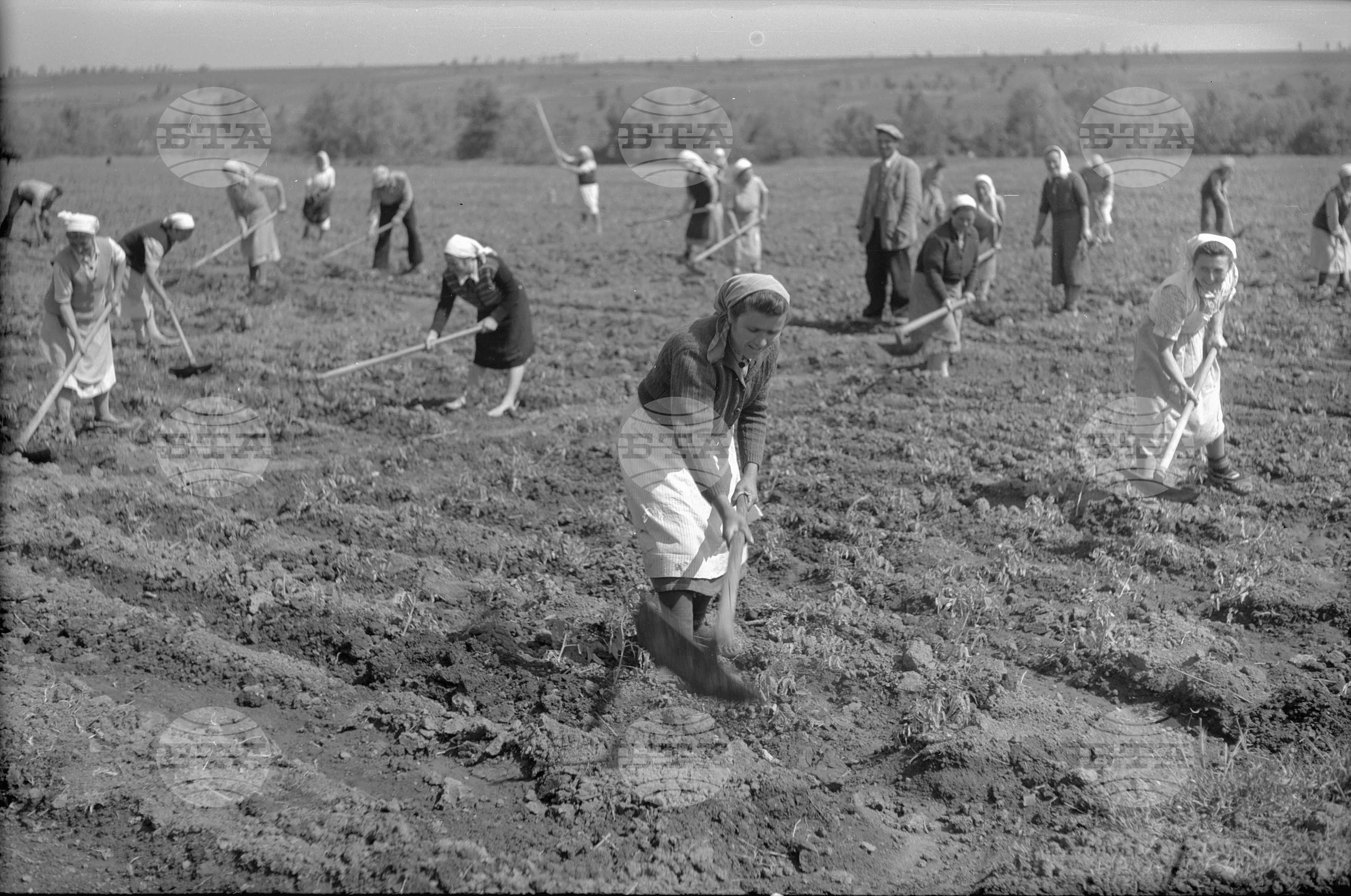 Селскостопански и културни обекти в село Търнава, Белослатинско