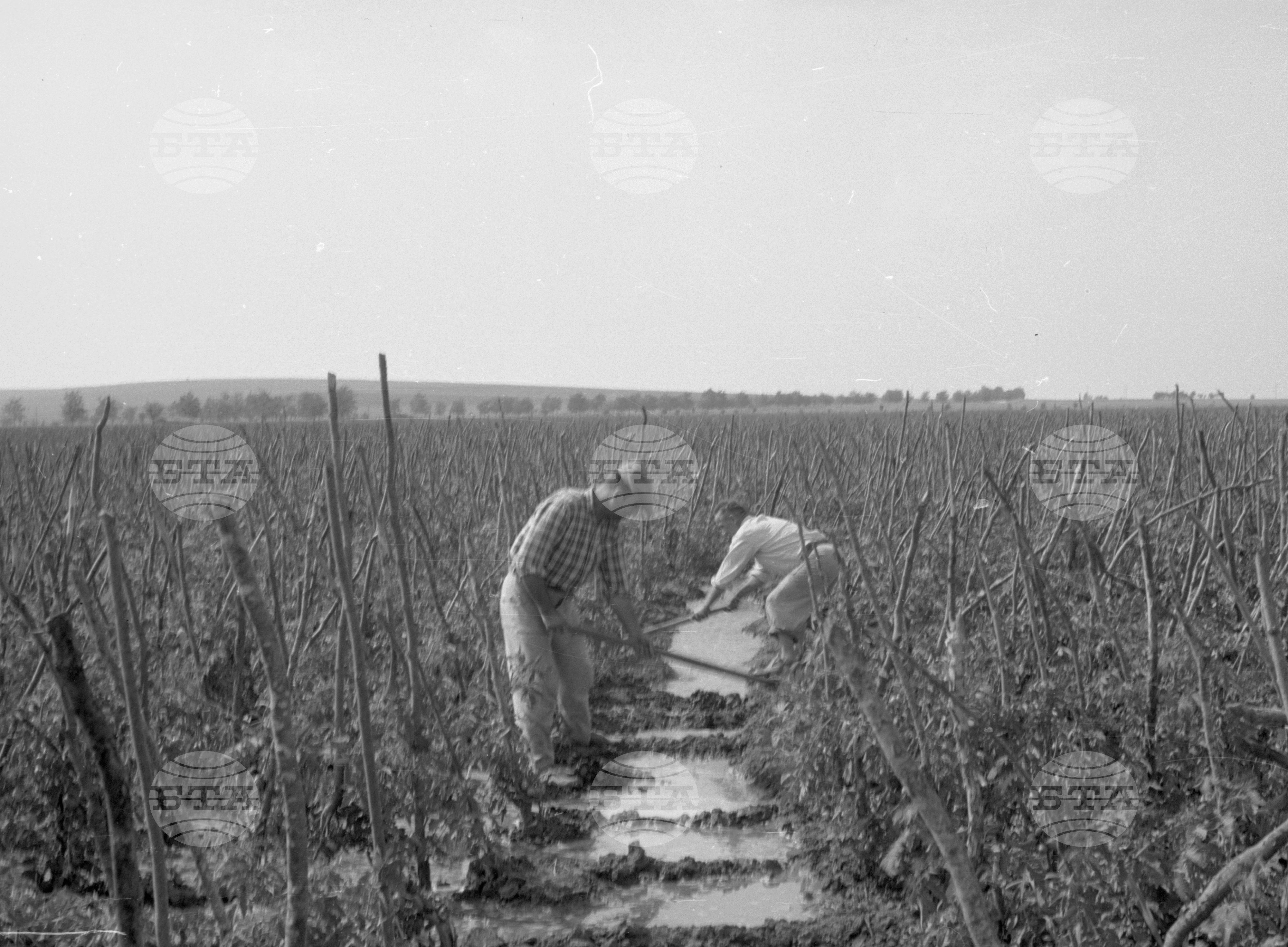 Снимки от Видински окръг - 1963