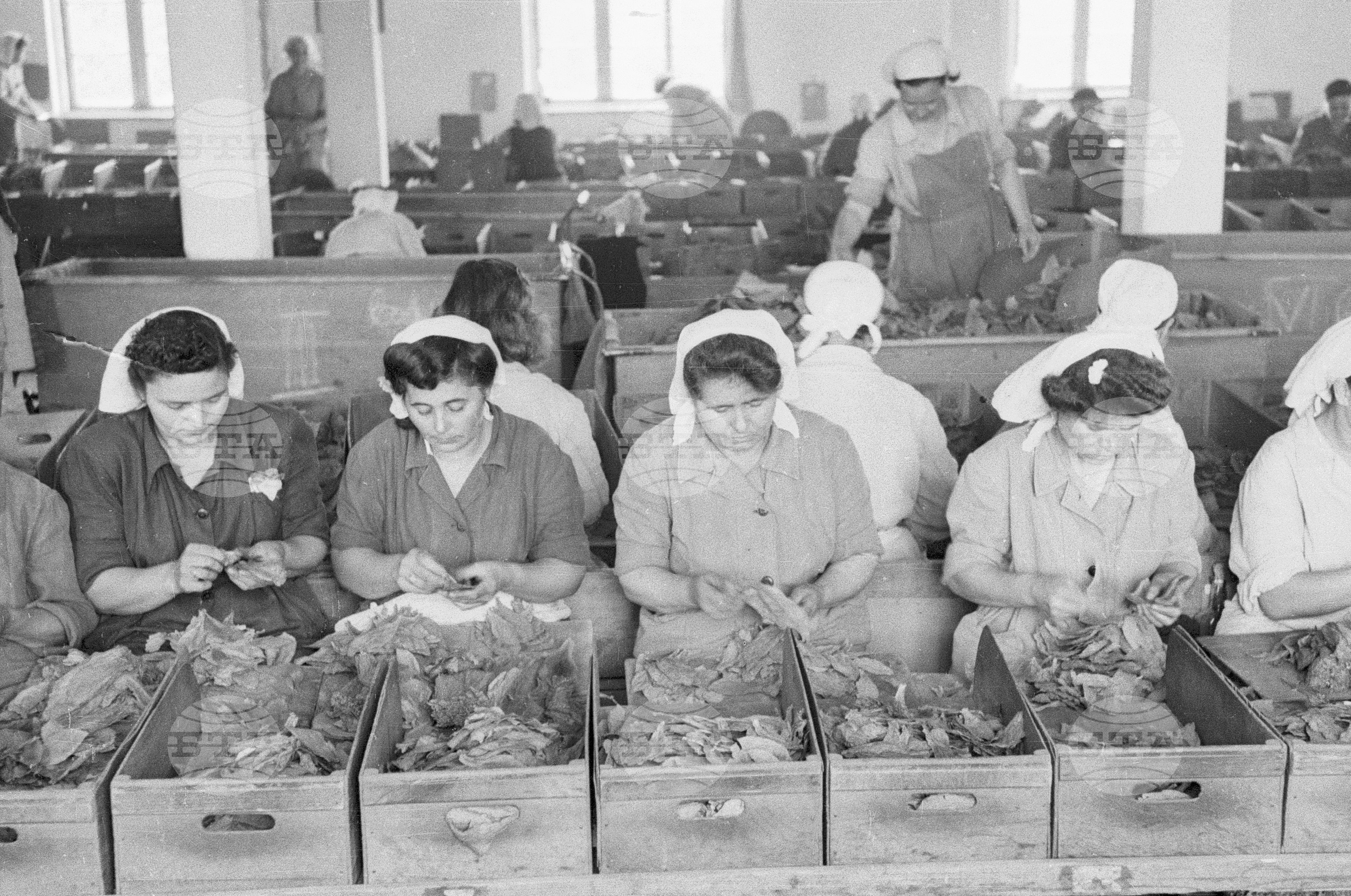 Тютюнопроизводство в България, 1951