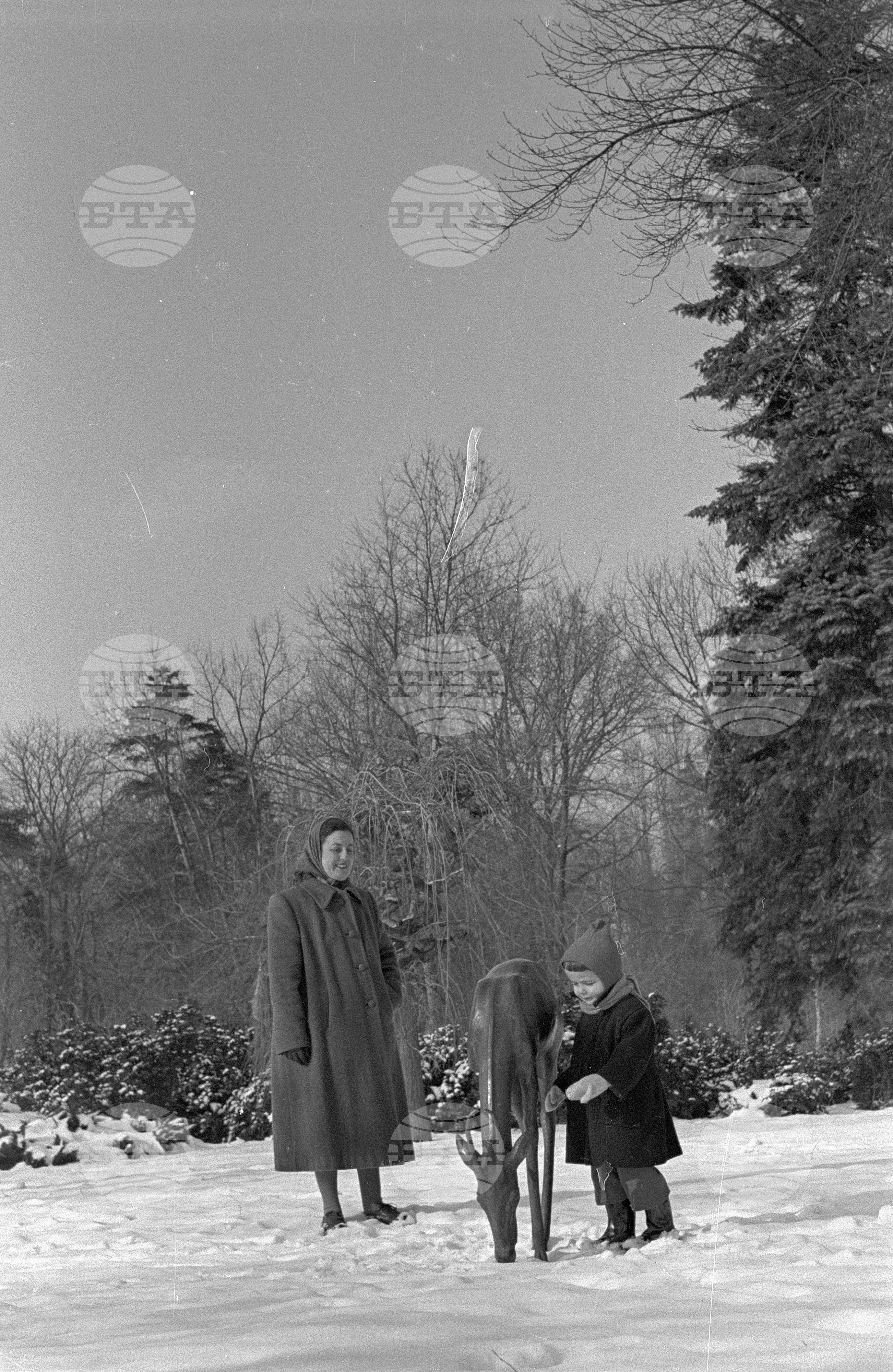 Зимни пейзажи от Парка на свободата в София - 1953 година