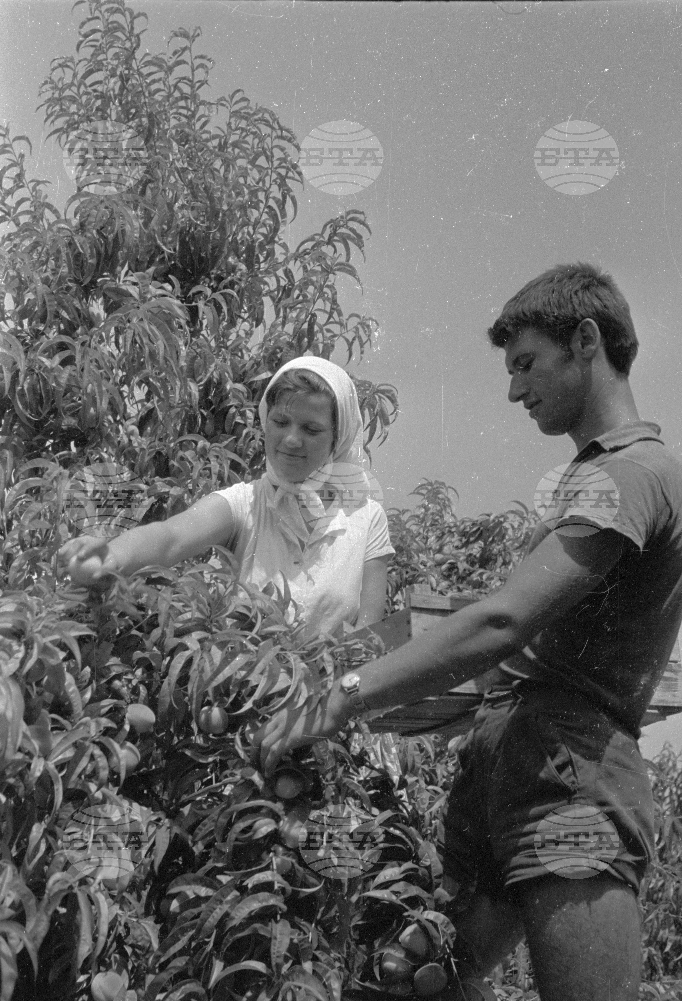 Беритбата на праскови в с. Близнец, Сливенски окръг - 1963