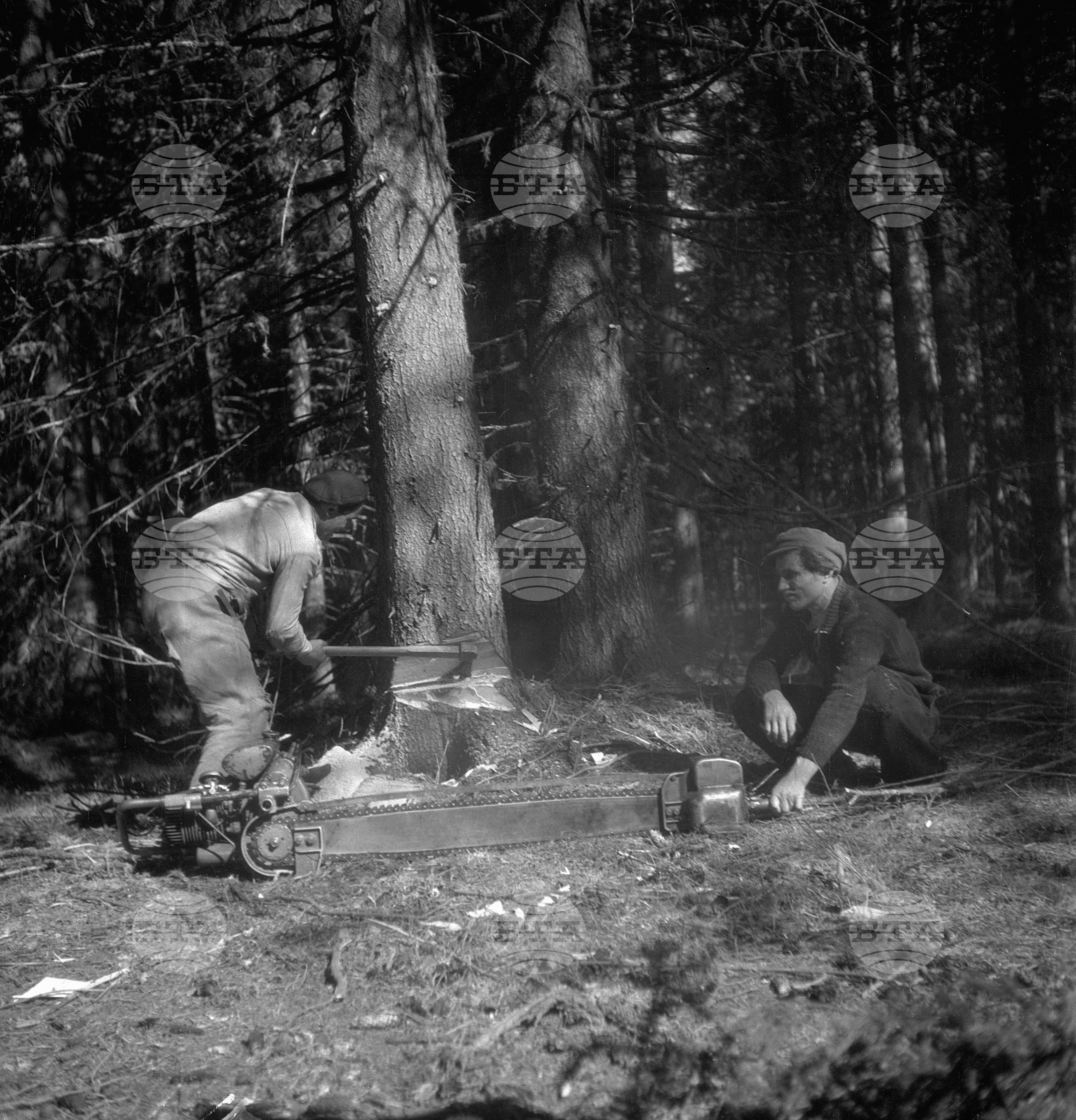 Дърводобив в държавни горски стопанства, 1951 - част 7