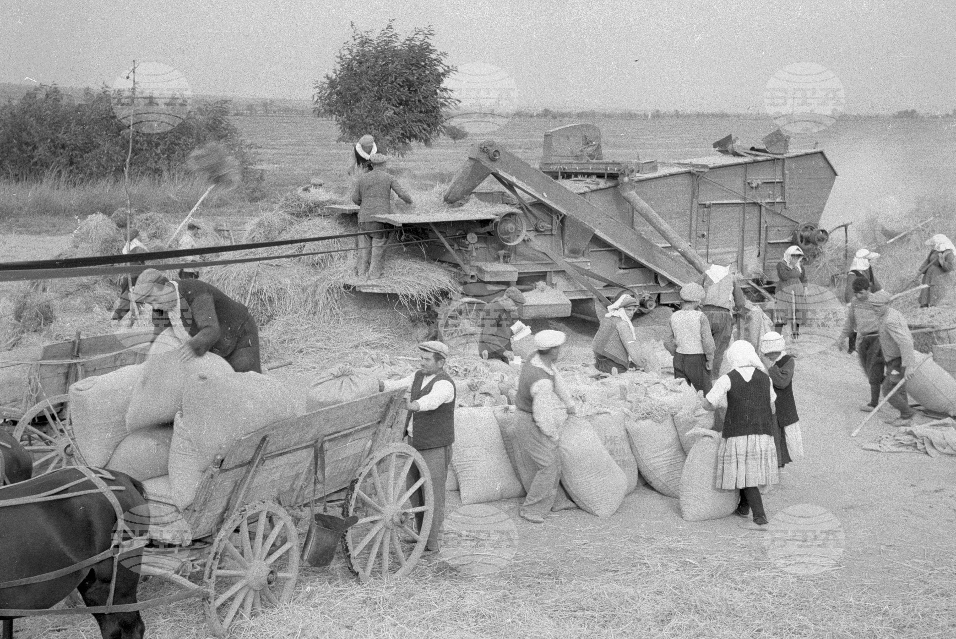 Жътва на ориз. Вършитба на ориз в Павликени - 1953 година