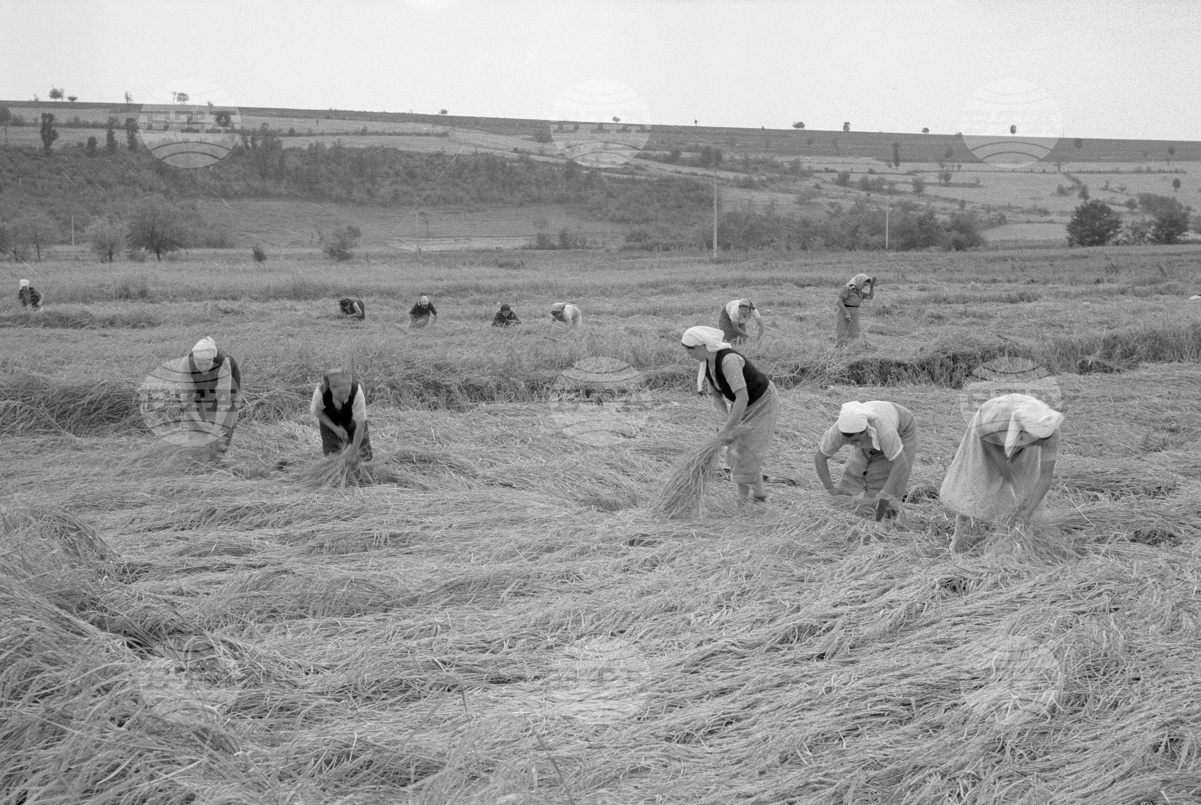 Жътва на ориз. Вършитба на ориз в Павликени - 1953 година