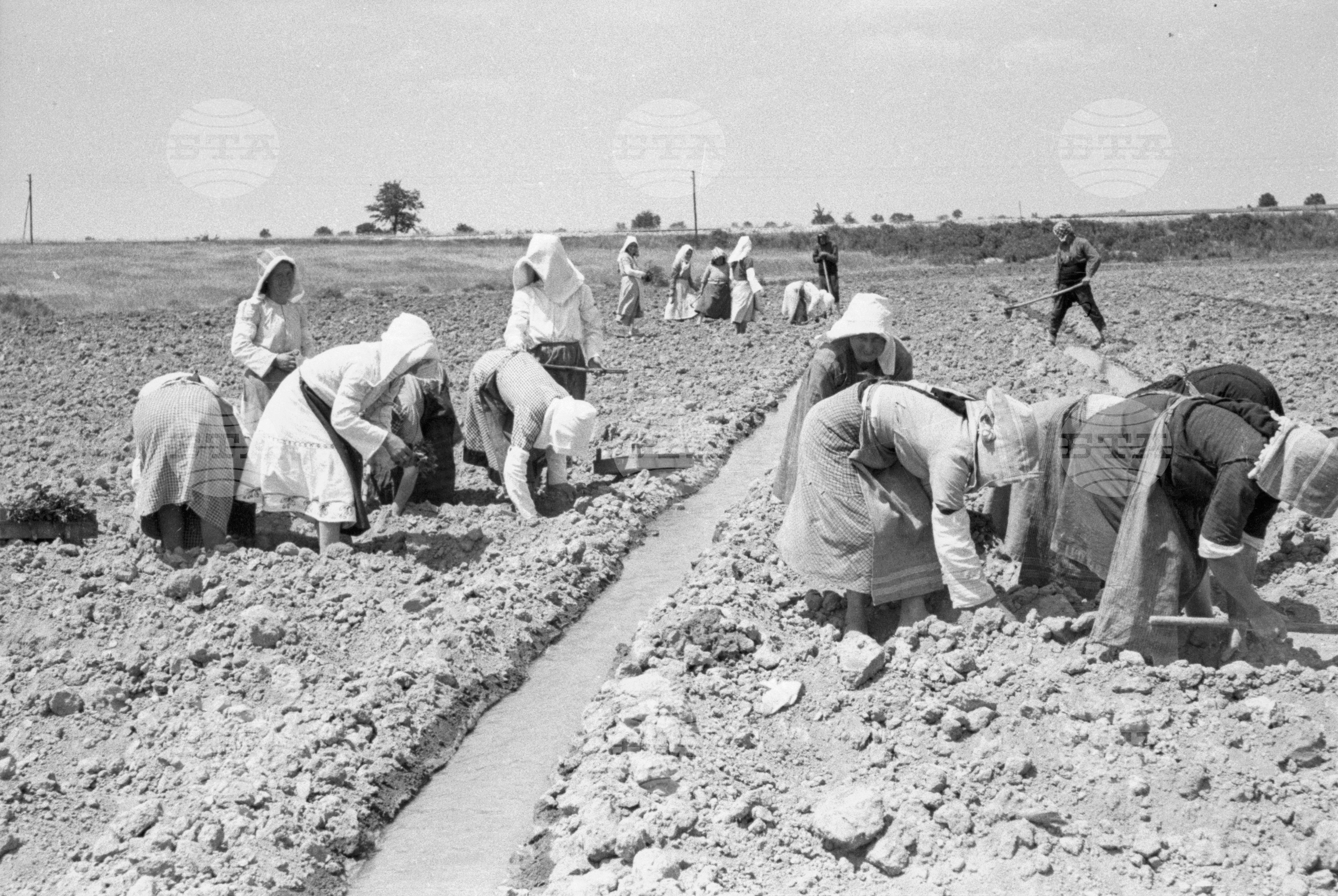 Първомайска напоителна система, 1951