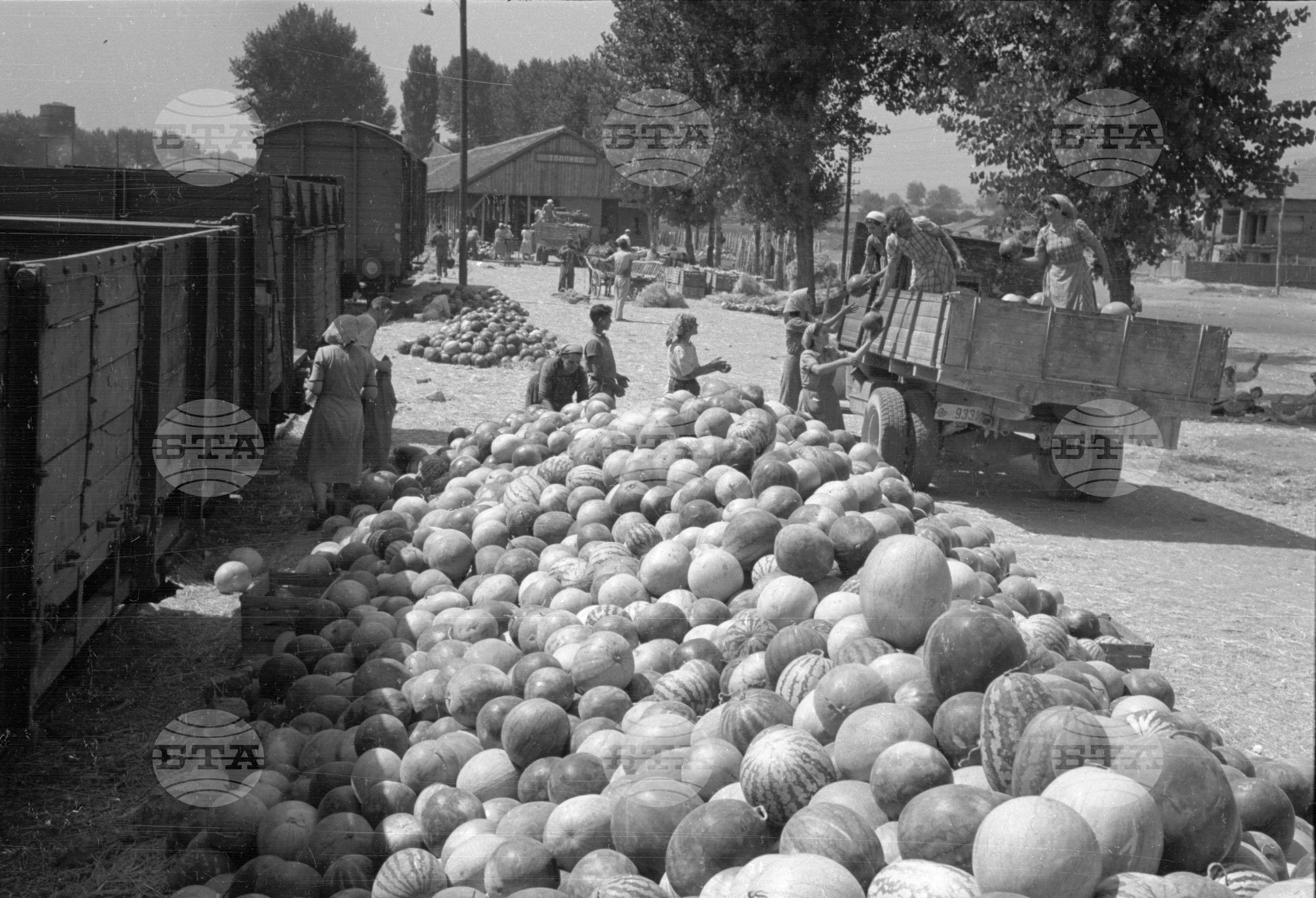 Износ на плодове от пристанището на гр. Видин - 1953 година