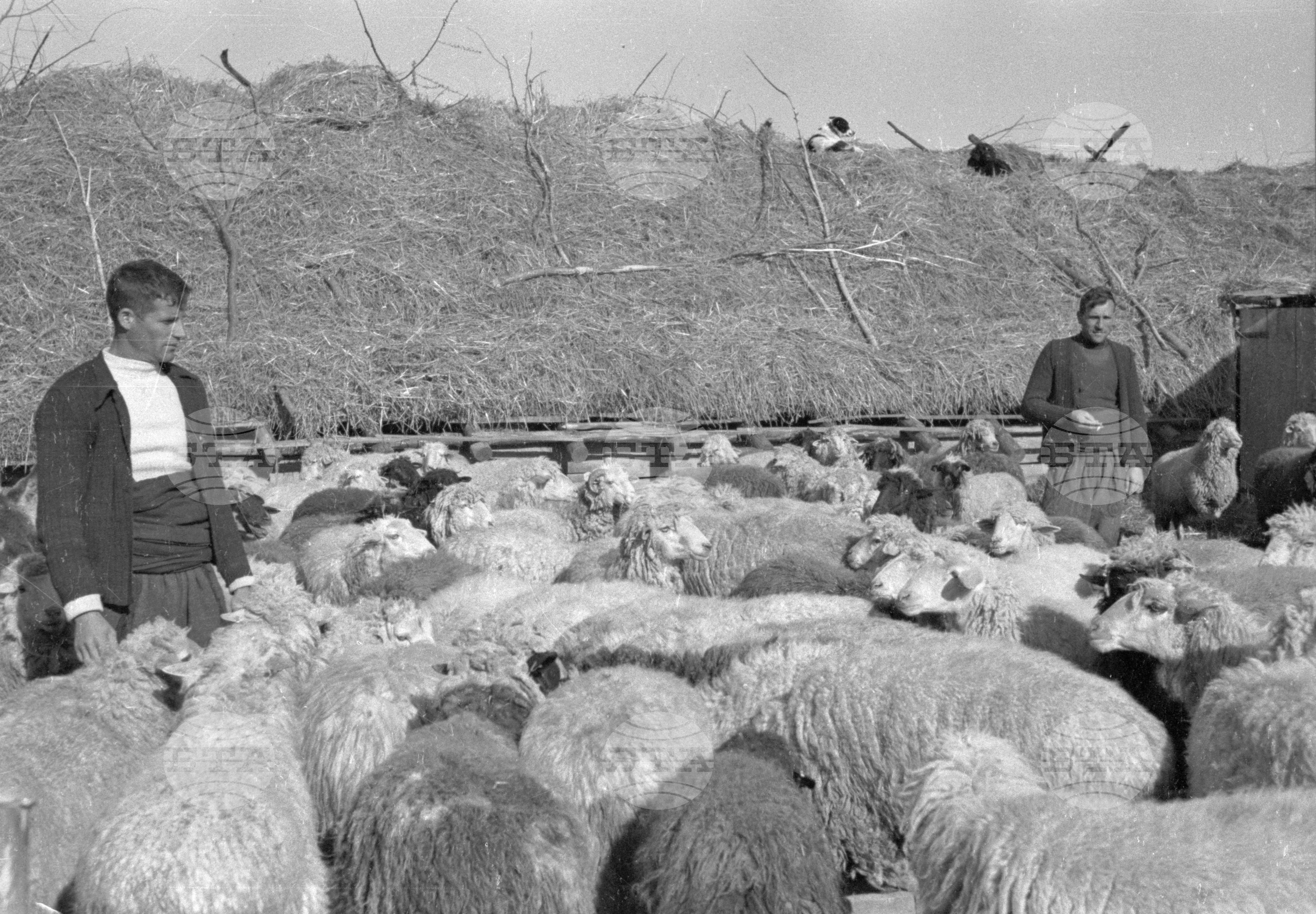 Трудово кооперативното земеделско стопанство (ТКЗС) Караджово, 1951