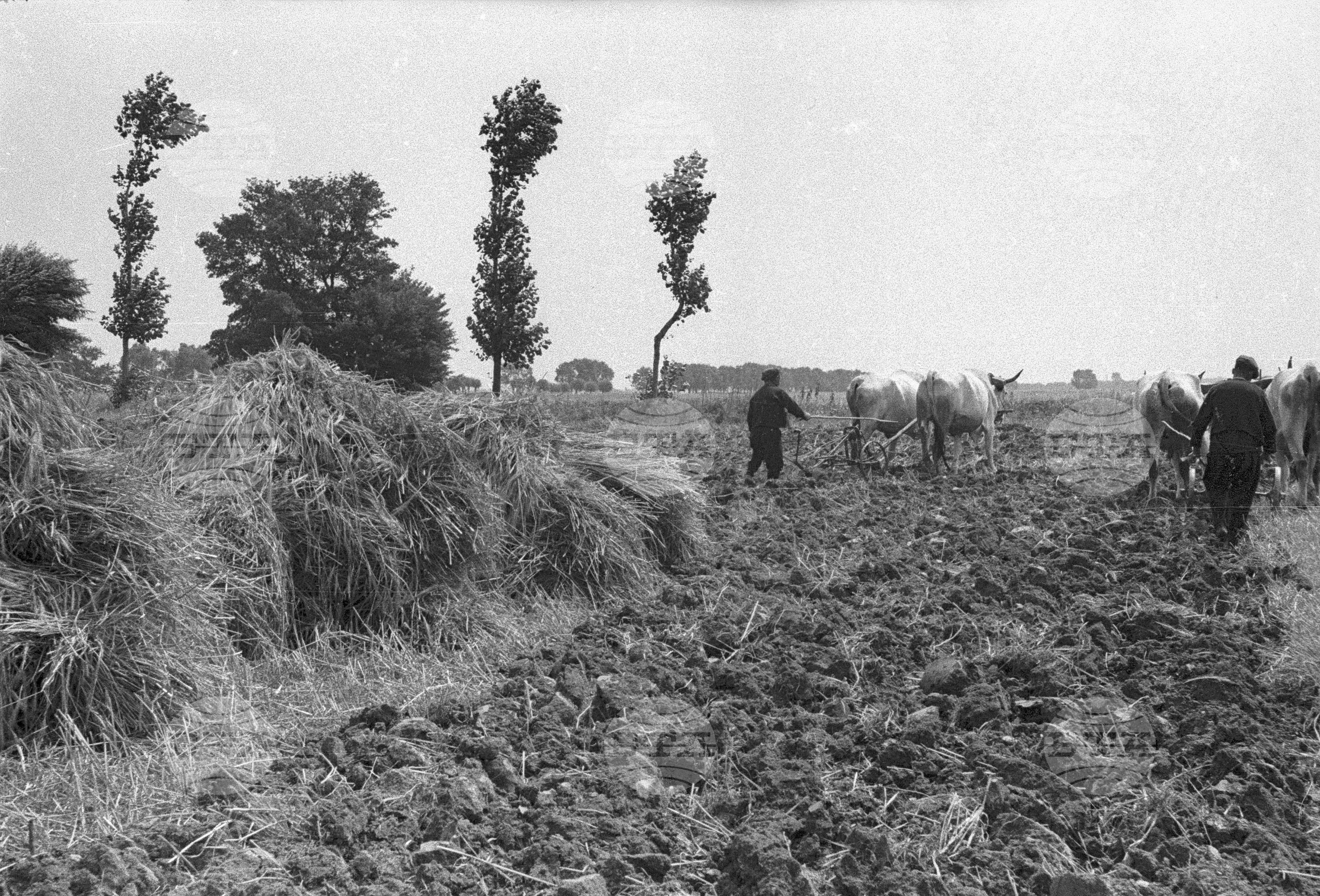 Жътва в Цалапица - Костиево, 1951