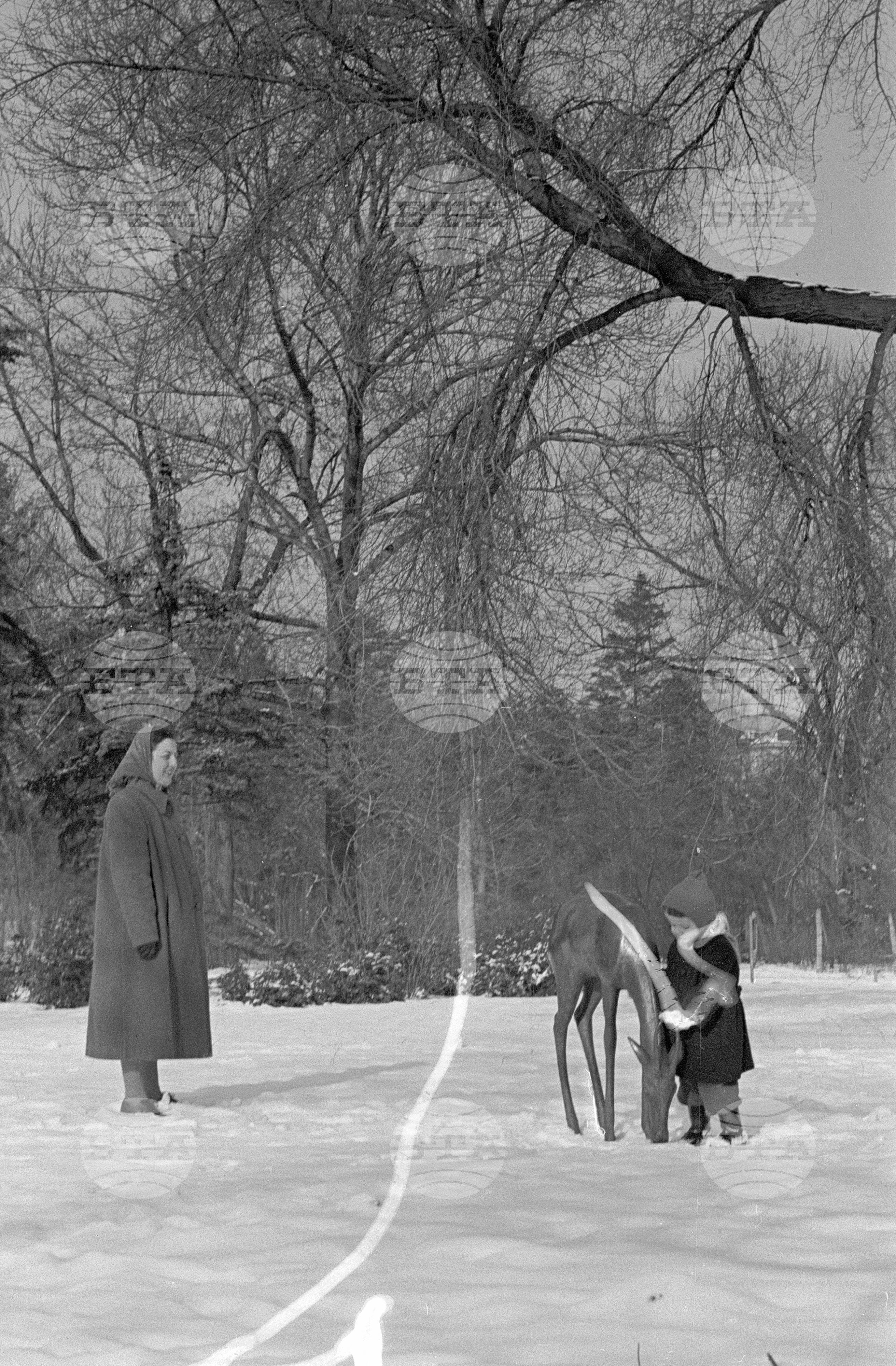 Зимни пейзажи от Парка на свободата в София - 1953 година