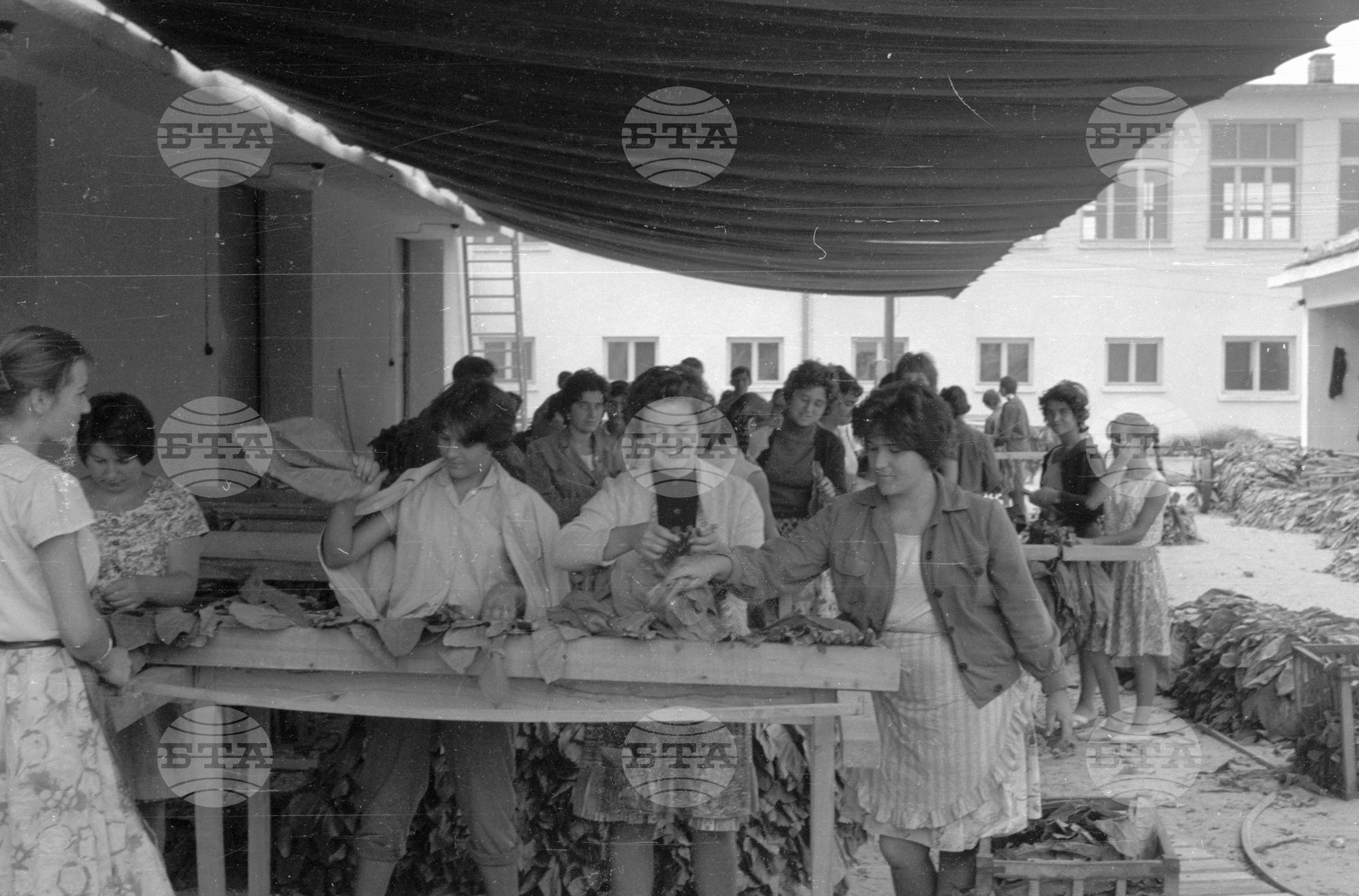 Из Видински окръг 1963 година
