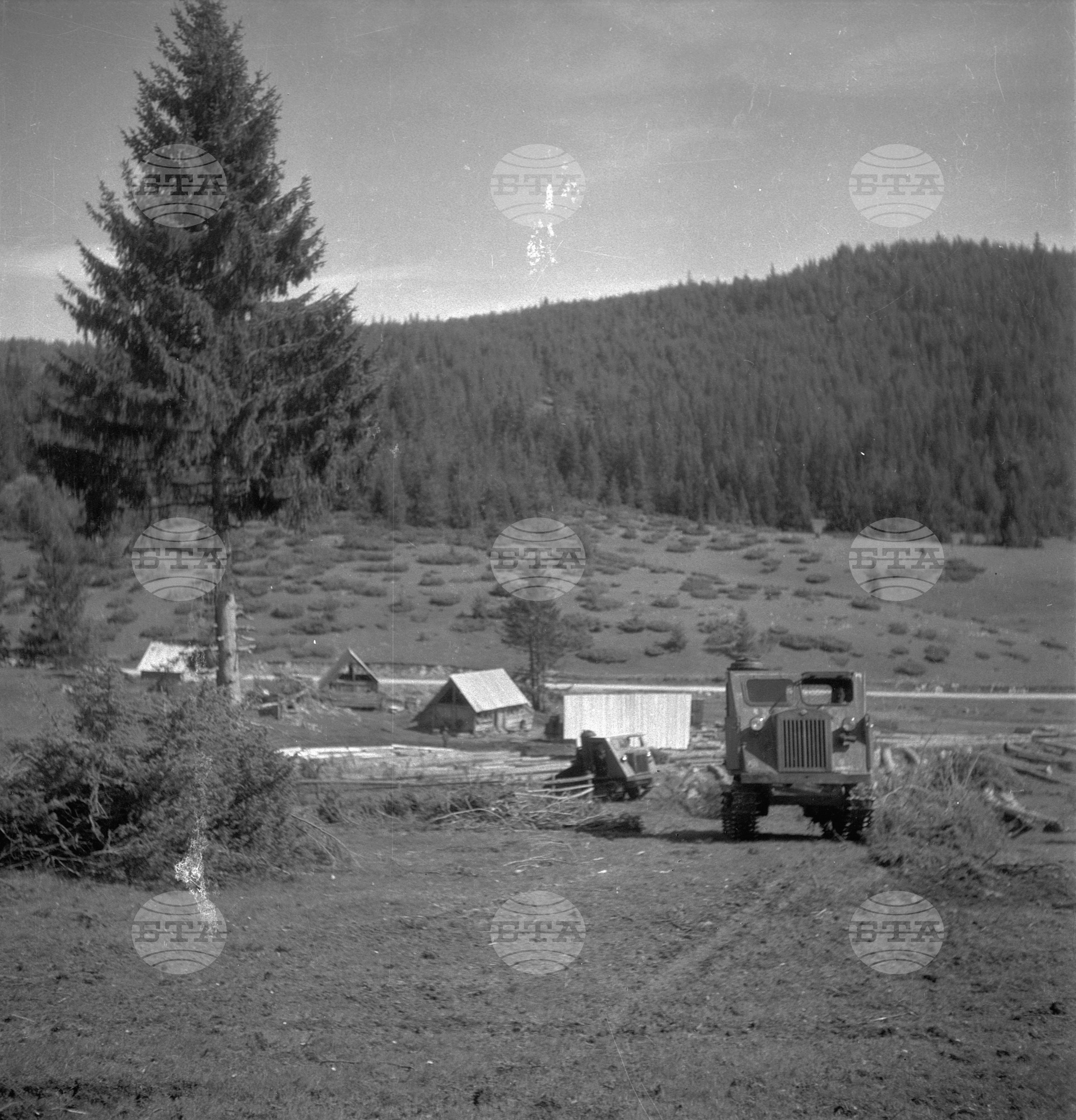 Дърводобив в държавни горски стопанства, 1951 - част 7