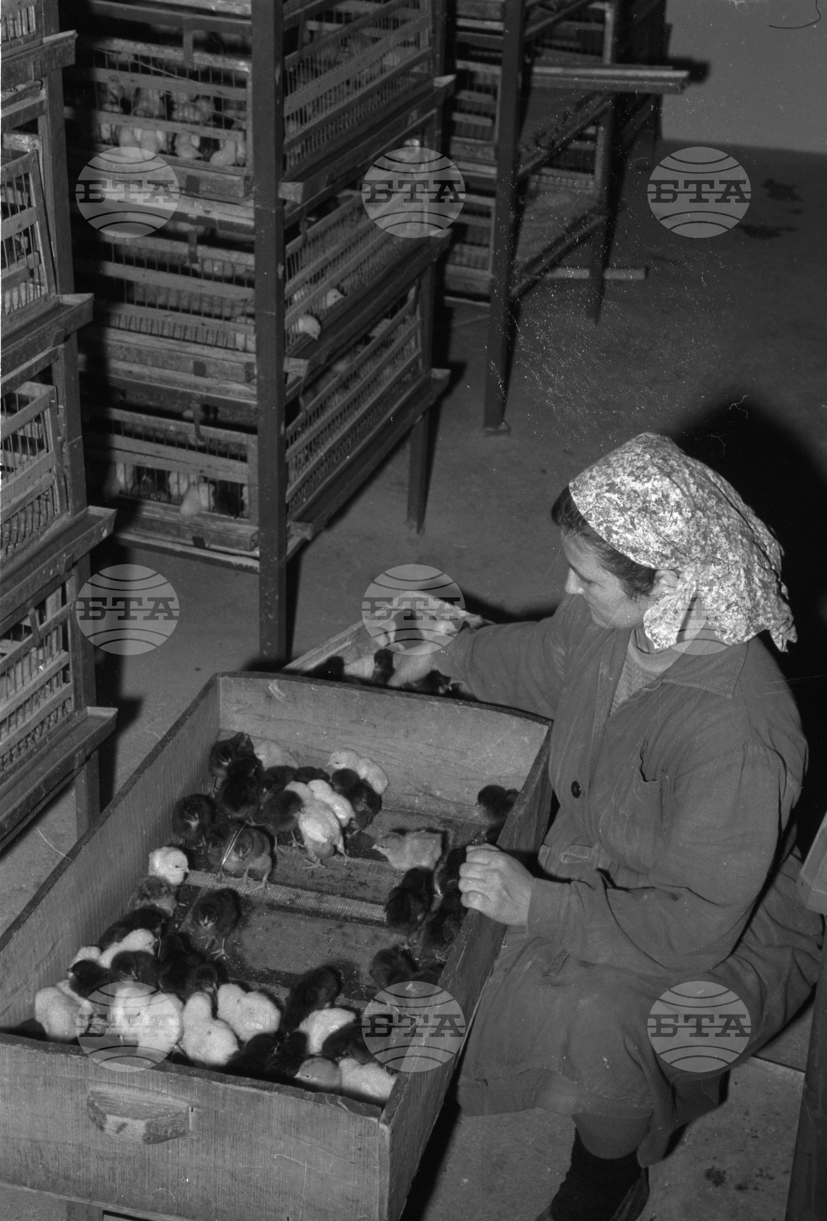 При работниците от люпилнята на ОТП Разград - клон град Исперих