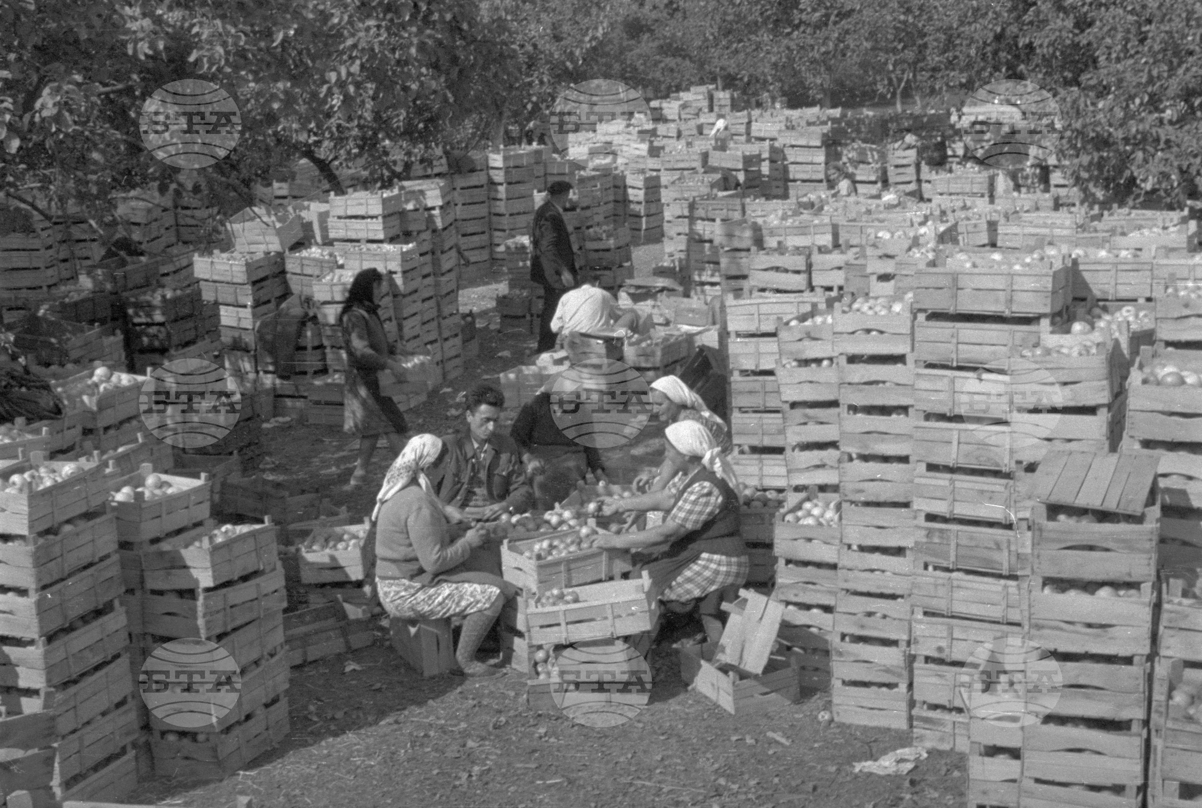 Из Кюстендилски окръг - септември 1962 година