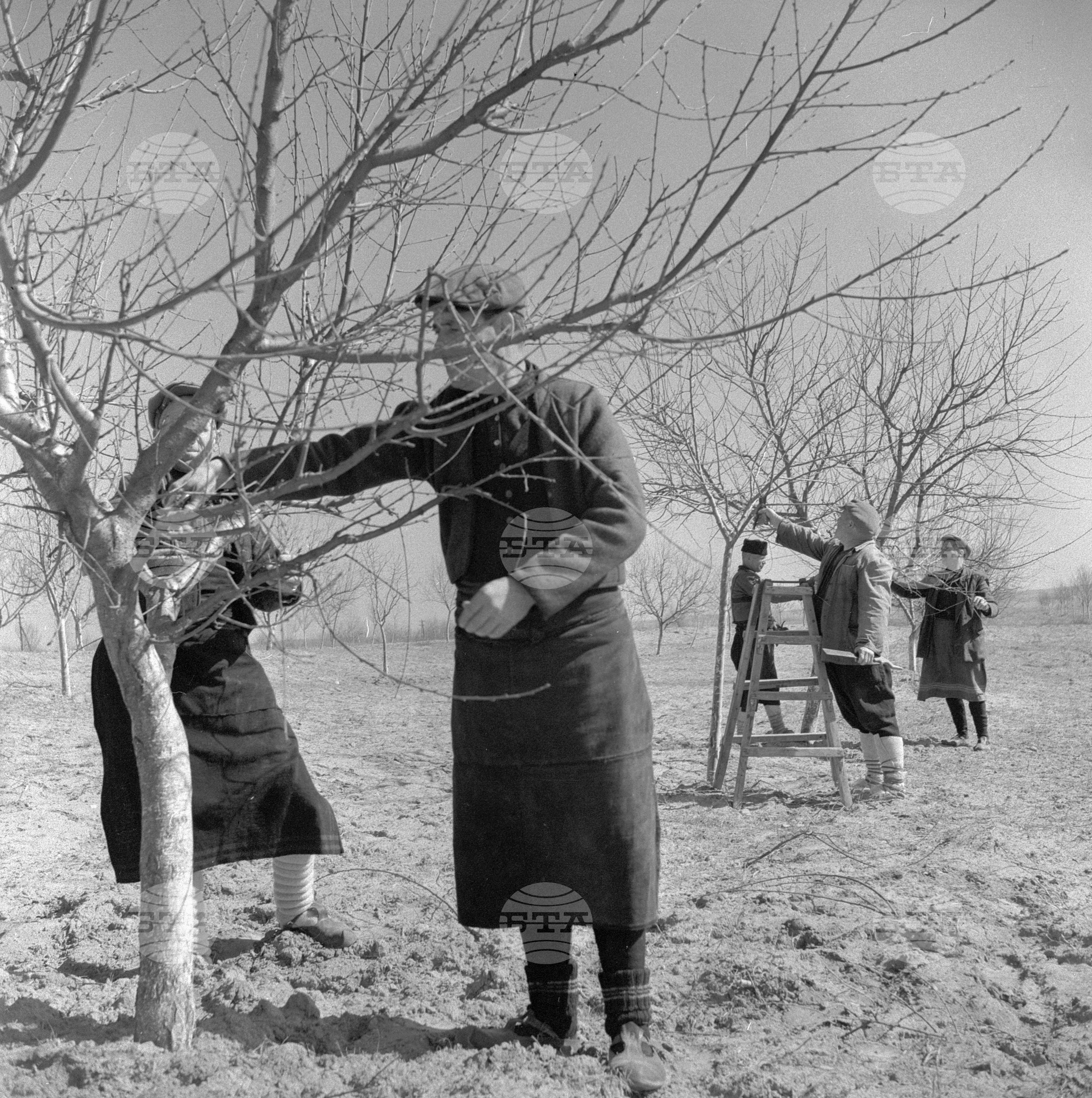 В Трудово кооперативно земеделско стопанство (ТКЗС) "Брод" - село Брод, Хасковски окръг