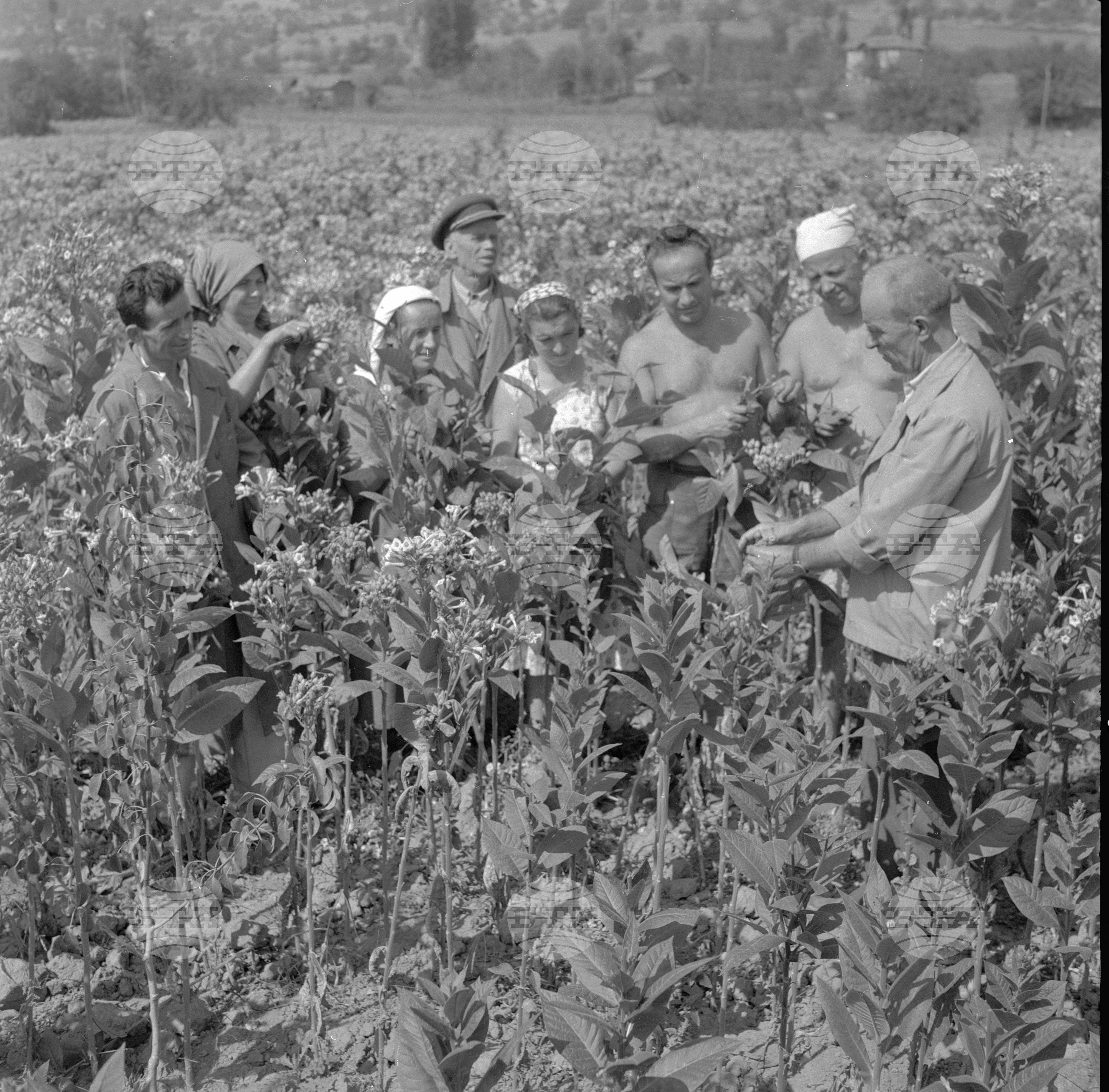 На бригада 1962 година