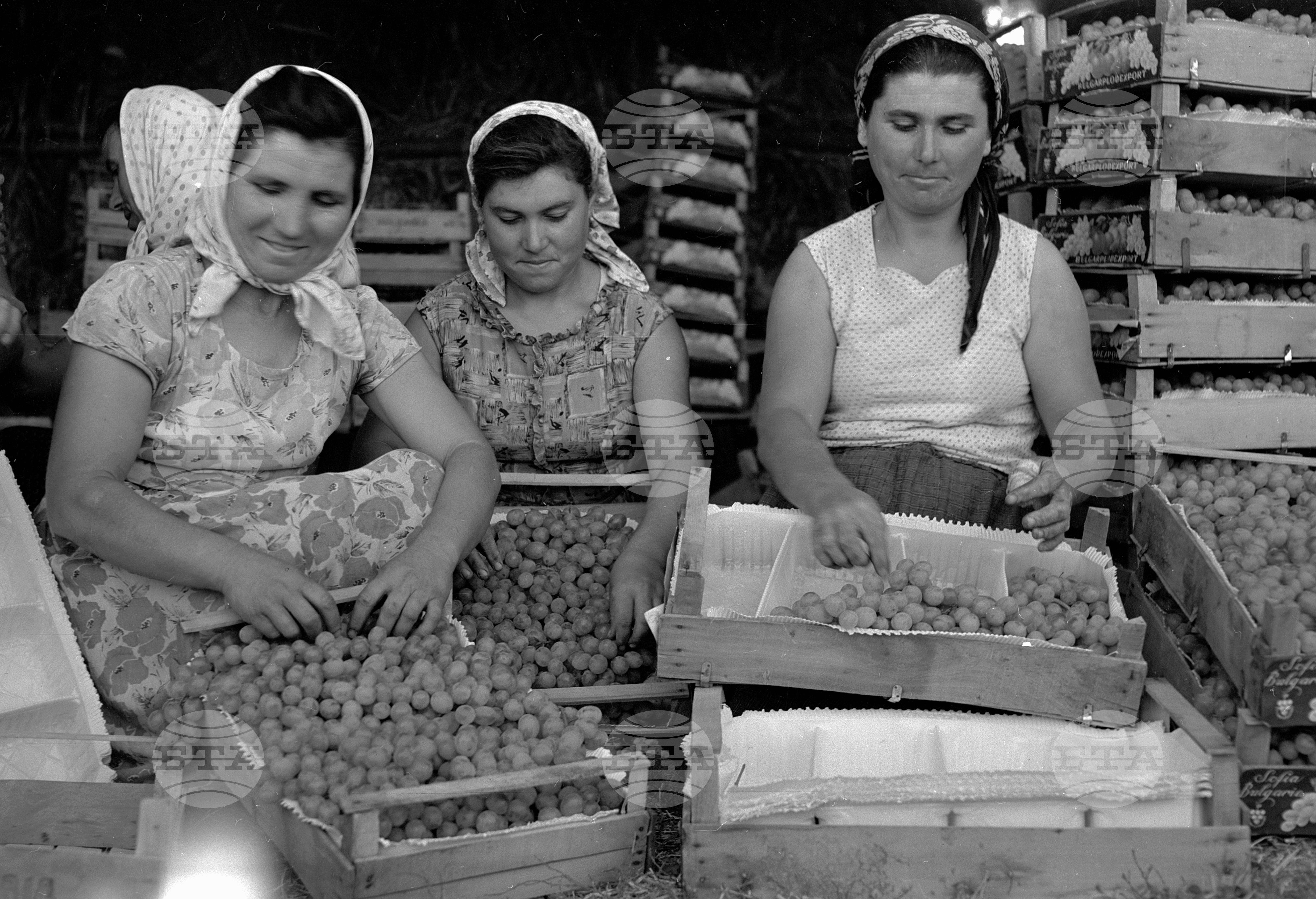 Трудово кооперативно земеделско стопанство (ТКЗС) село Пейчиново, Русенски окръг