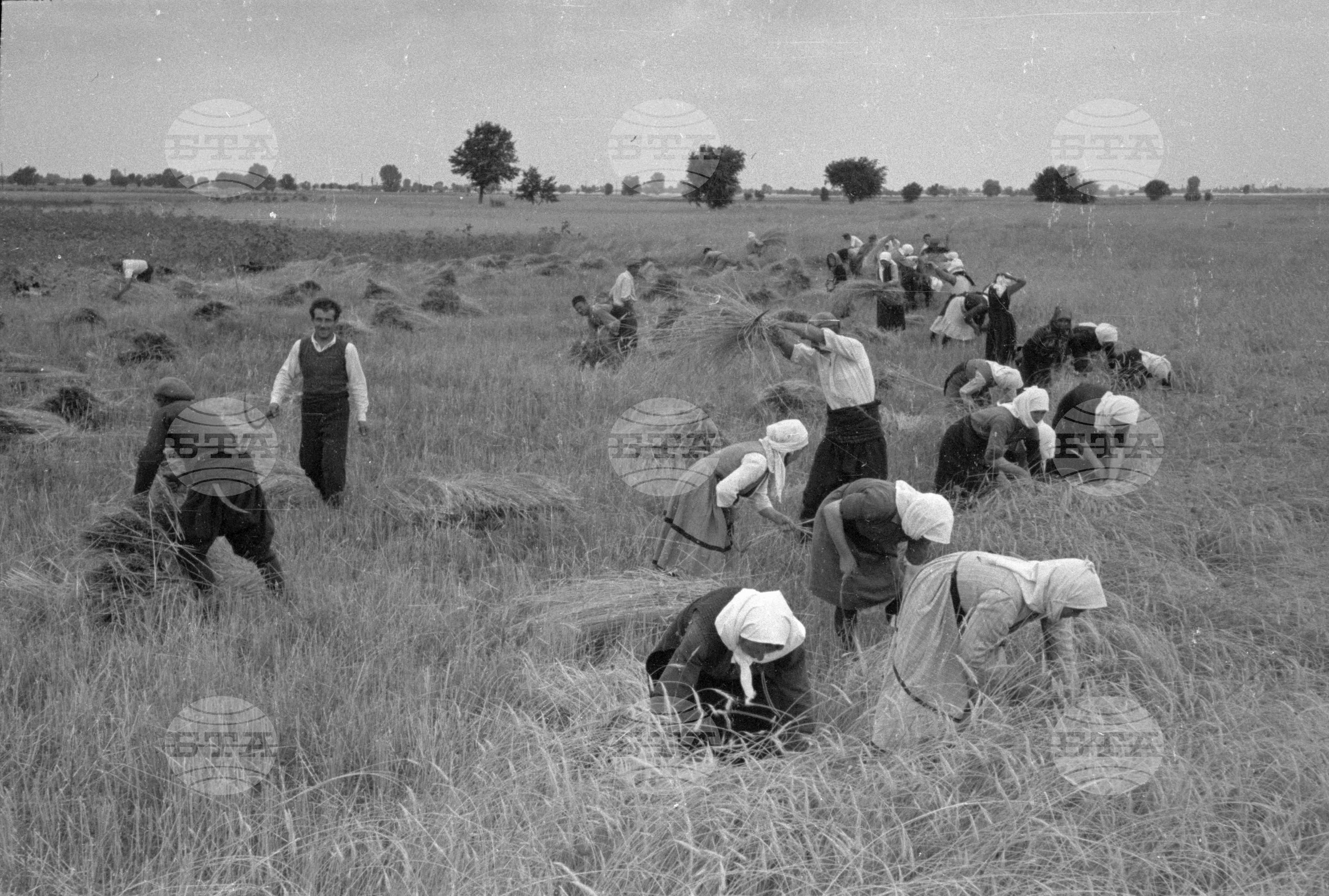 Жътва в Царацово, Община Пловдив в края на месец юни