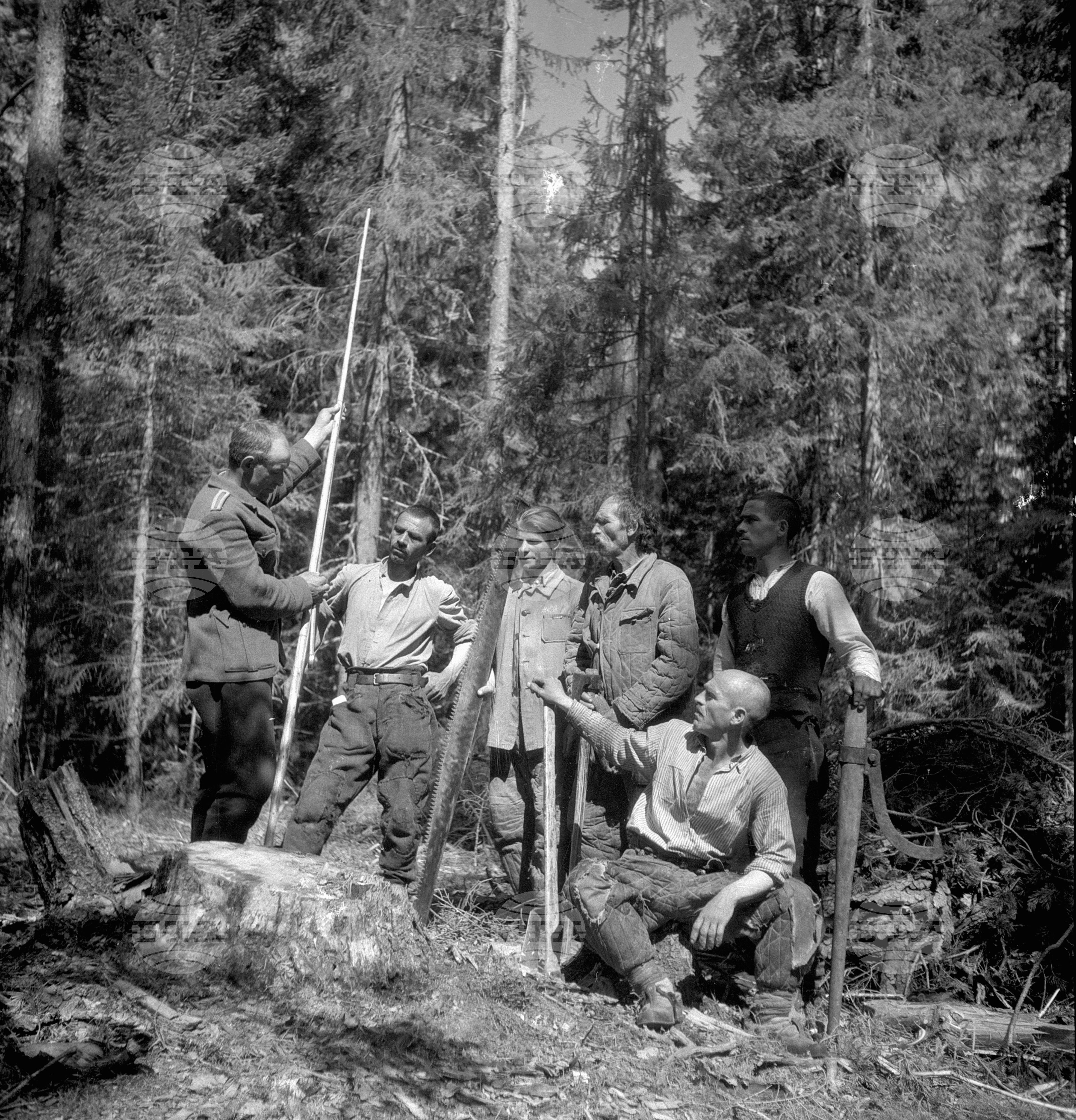 Дърводобив в държавни горски стопанства, 1951 - част 5