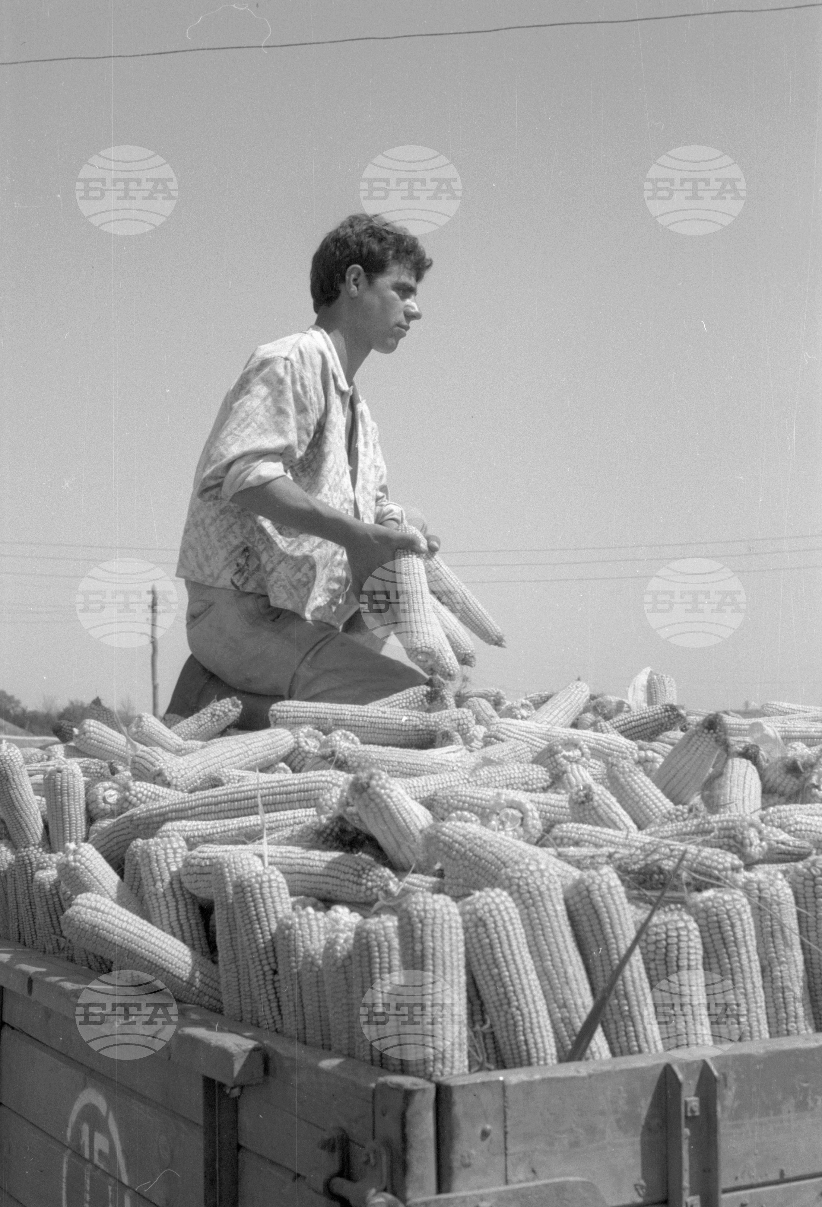 ТКЗС (Трудово кооперативно земеделско стопанство) във Видин - 1963