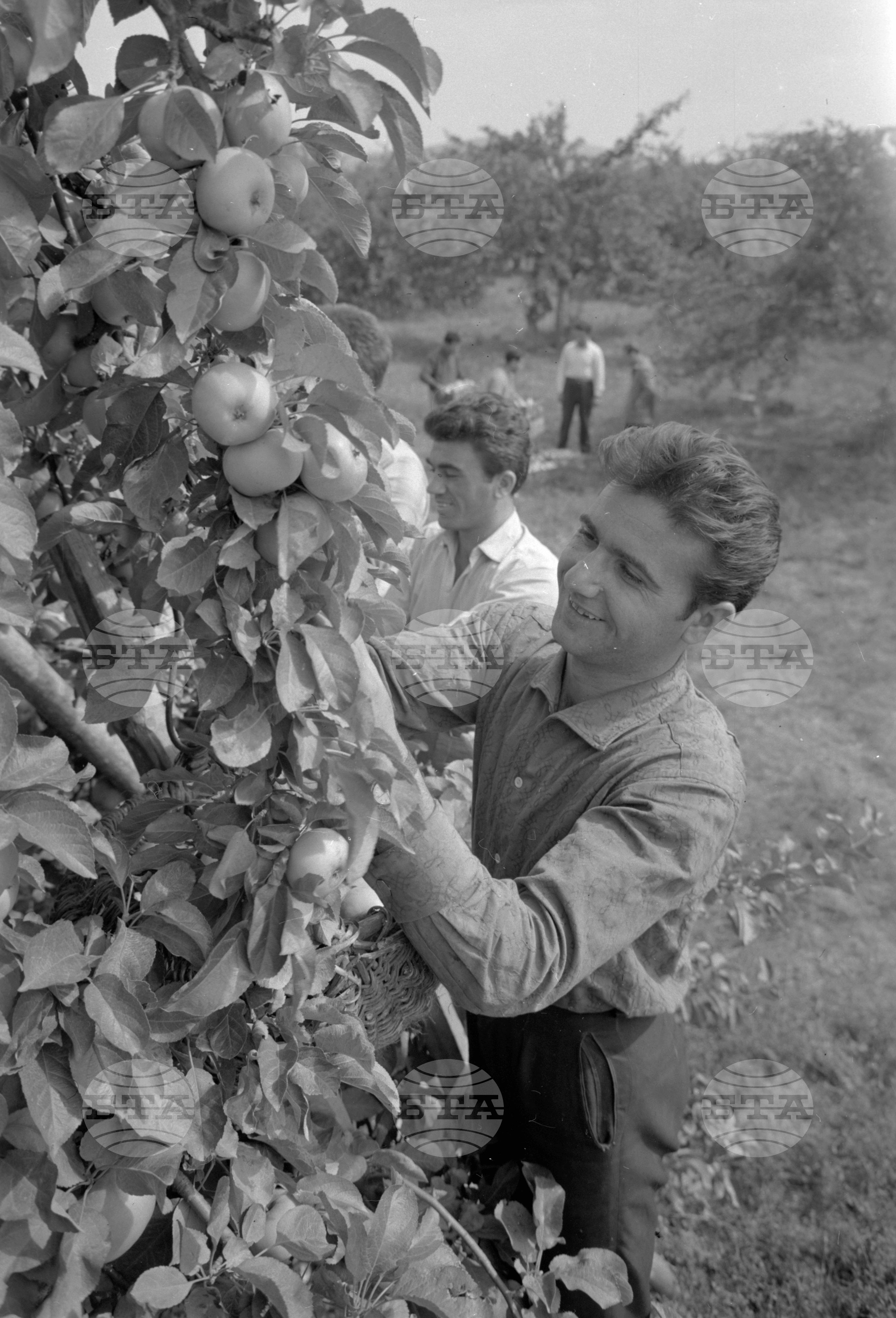Из Кюстендилски окръг - септември 1962 година