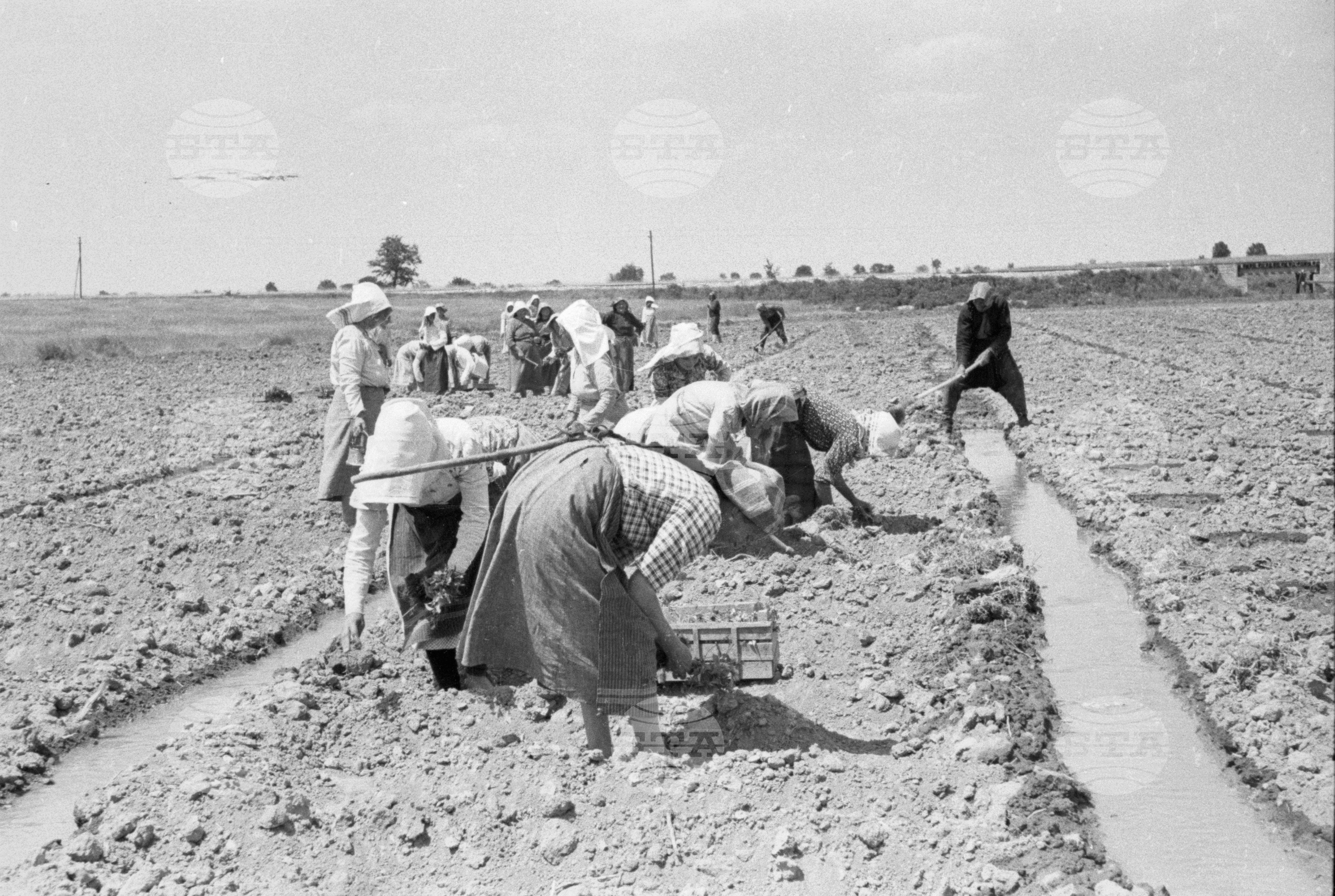 Първомайска напоителна система, 1951