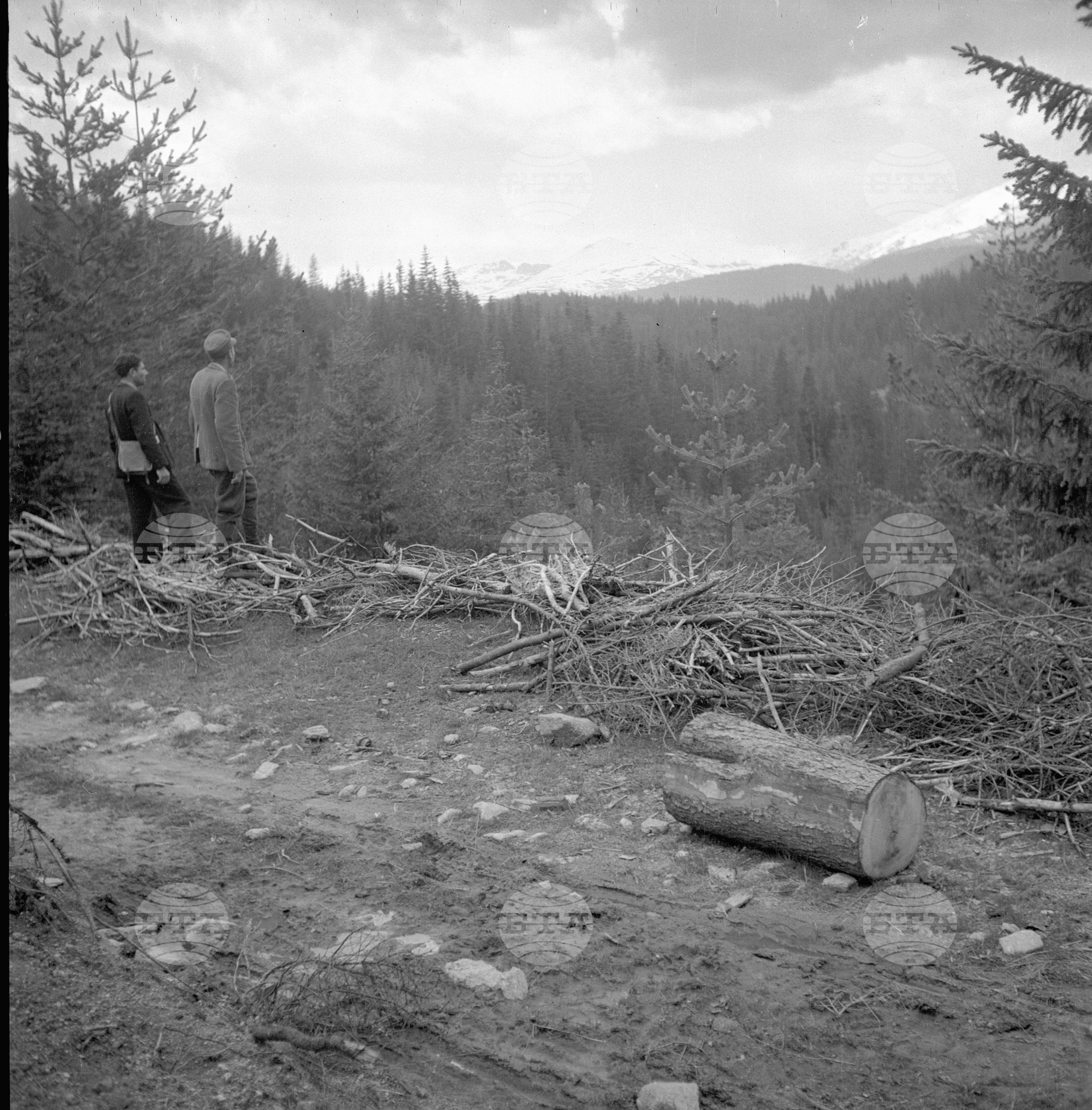 Дърводобив в държавни горски стопанства, 1951 - част 3