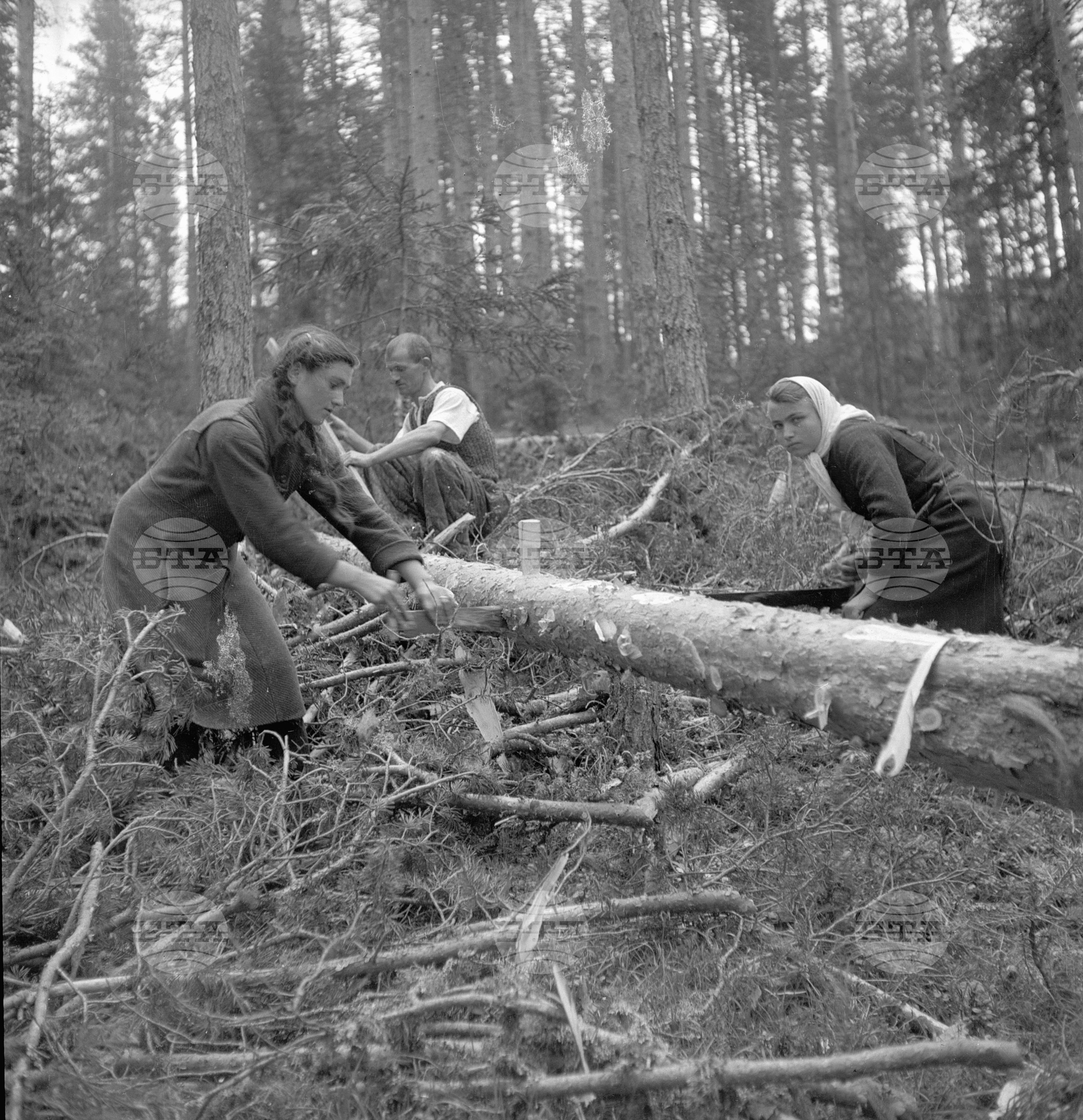 Дърводобив в държавни горски стопанства, 1951 - част 4