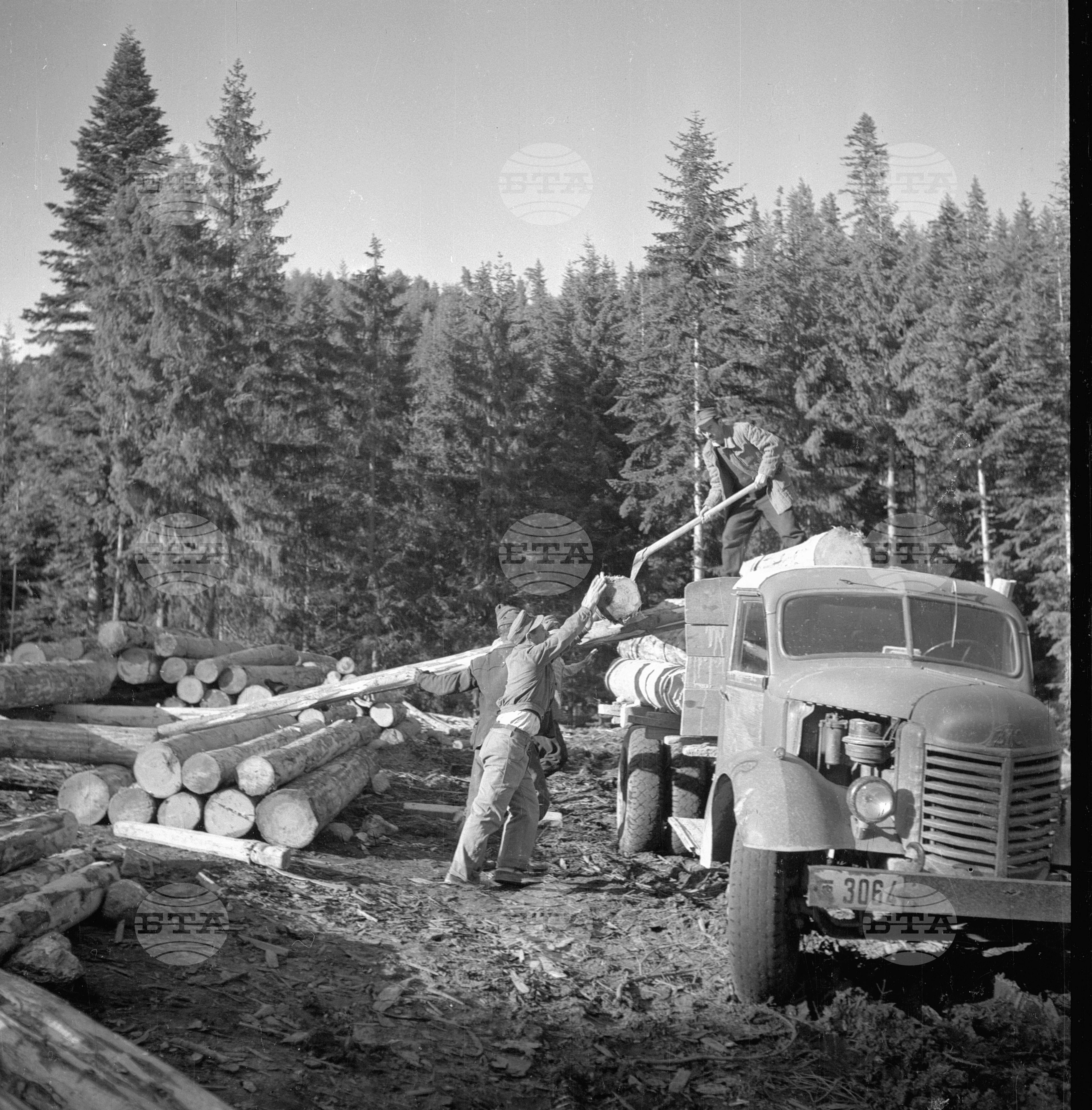 Дърводобив в държавни горски стопанства, 1951 - част 1