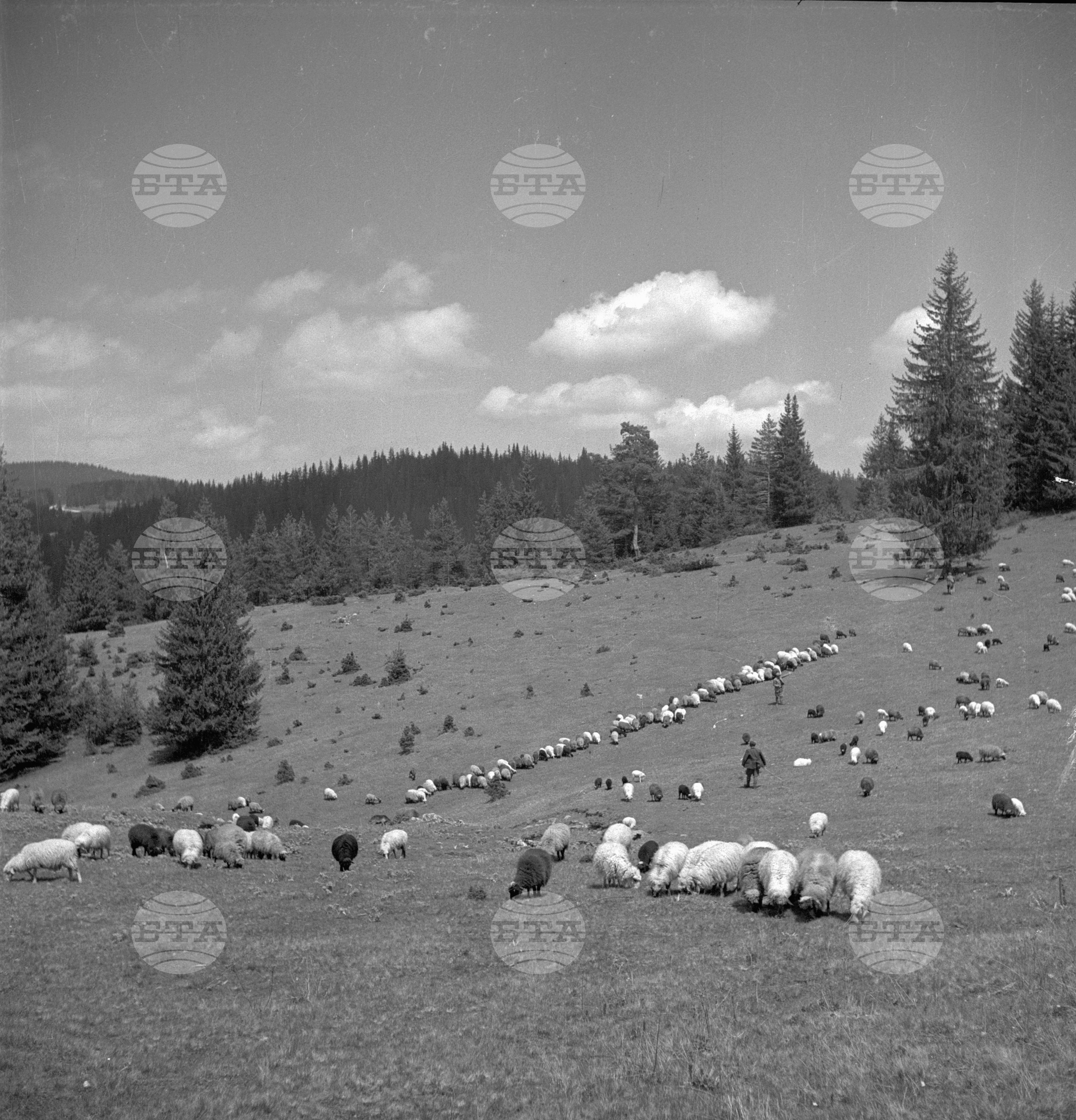 Дърводобив в държавни горски стопанства, 1951 - част 6