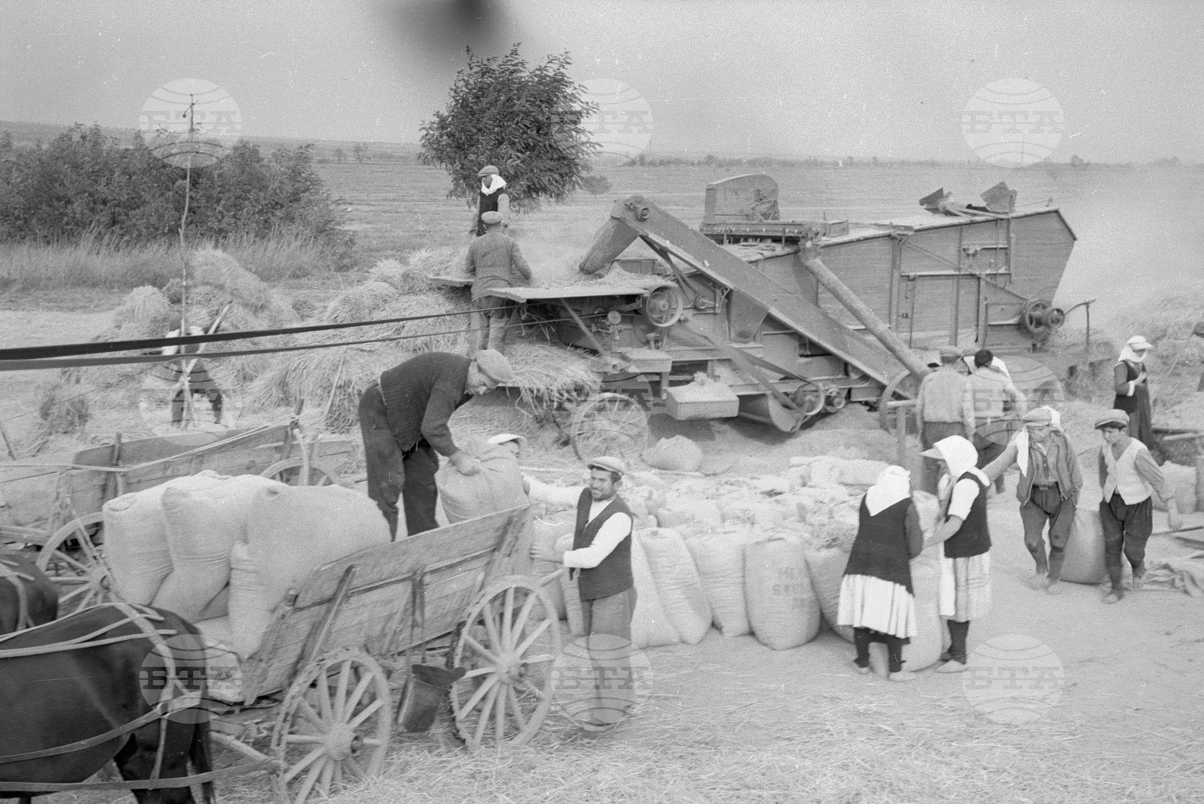 Жътва на ориз. Вършитба на ориз в Павликени - 1953 година