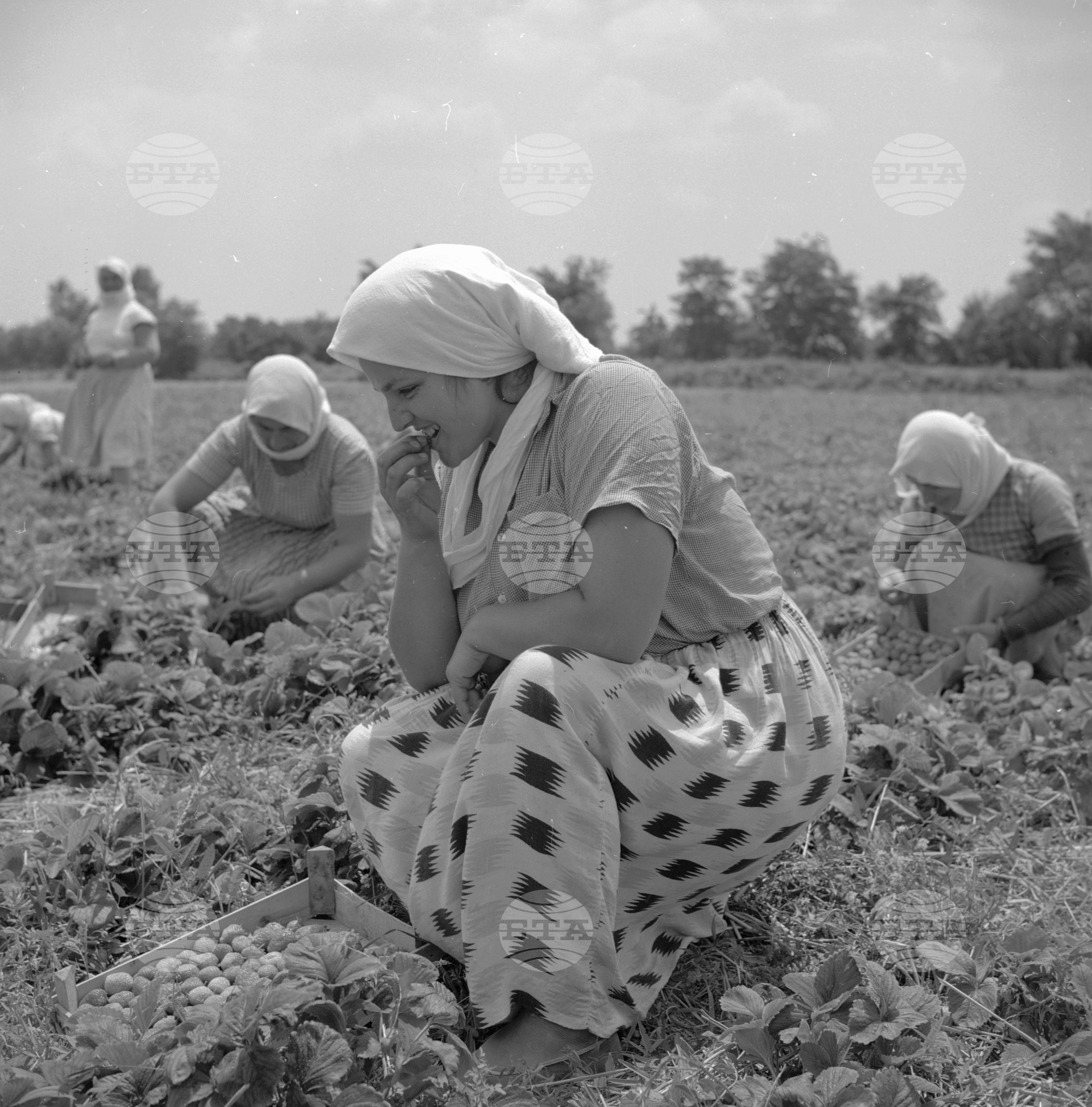 Из Пазарджишки окръг - 1963 - част 2