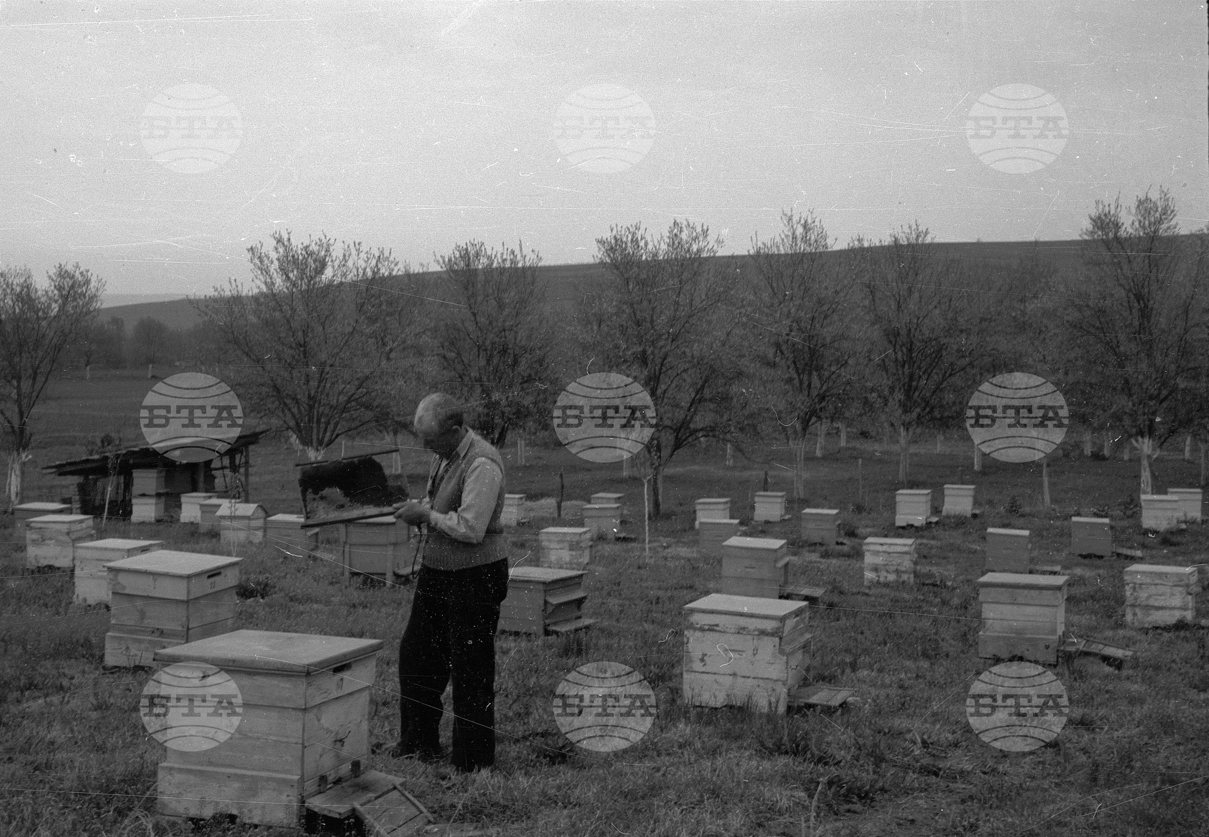 Пчелните кошери на ТКЗС (Трудово кооперативно земеделско стопанство) в село Мечка, Гулянско