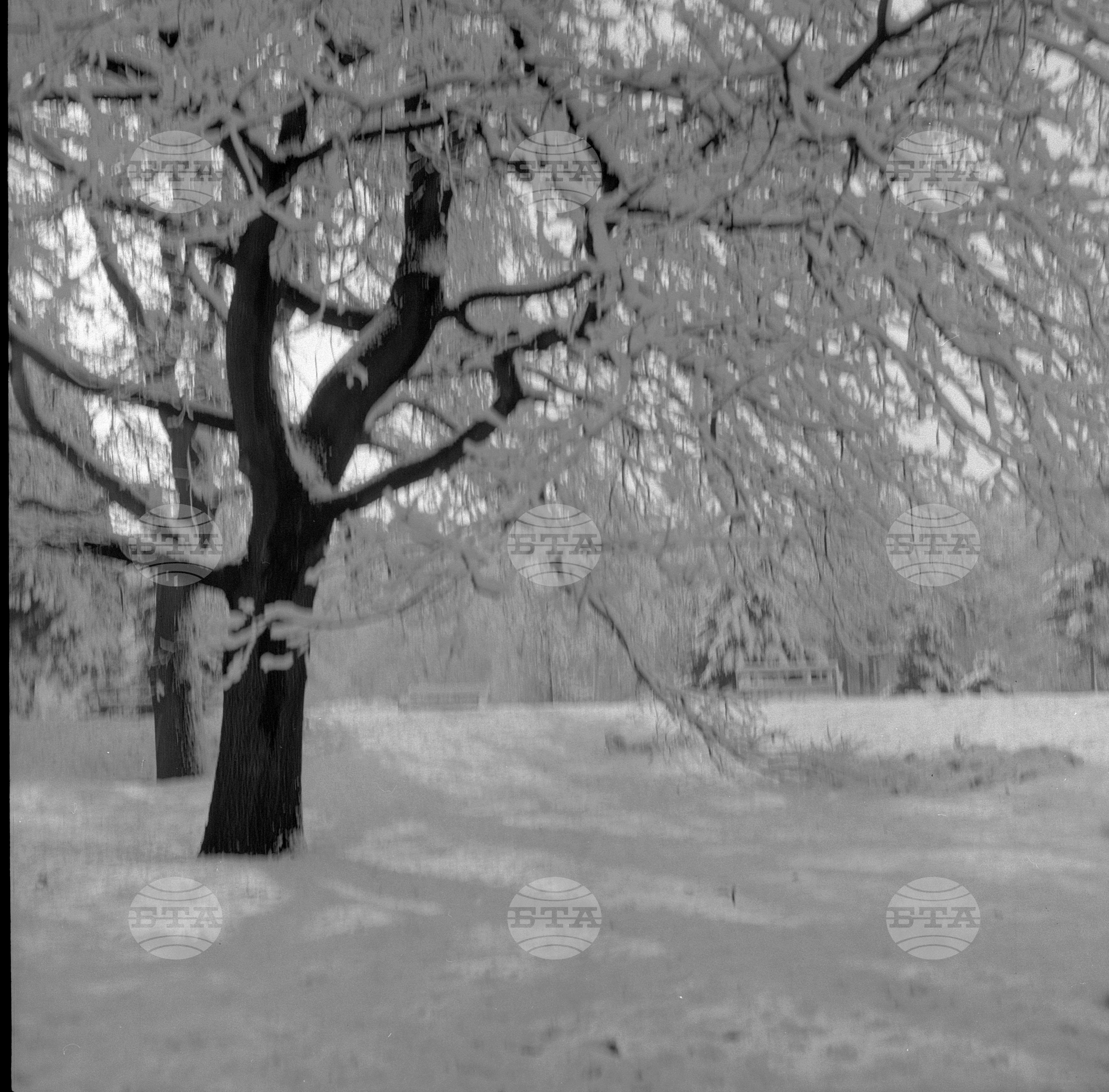Първи сняг - 1962 година