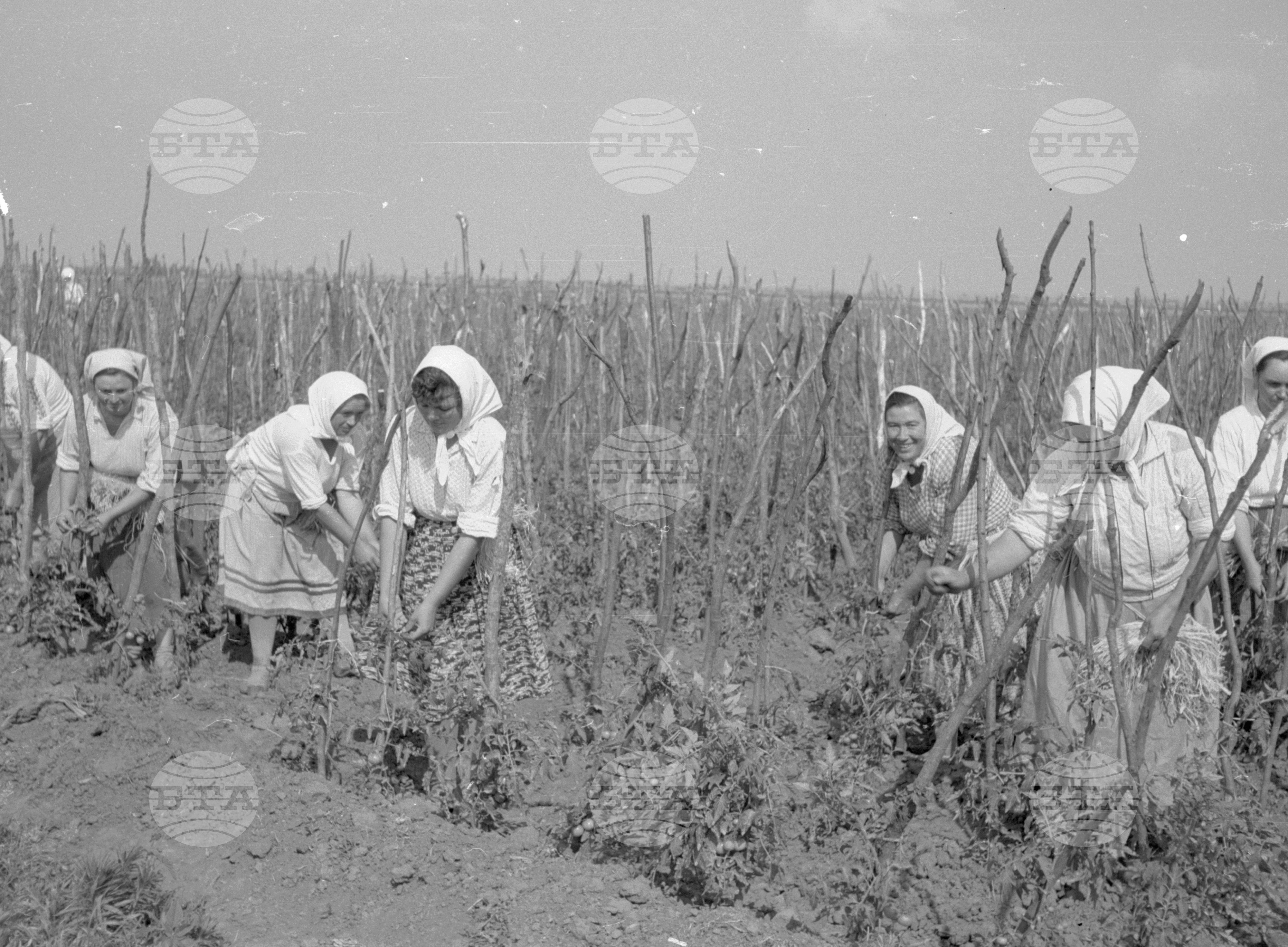 Снимки от Видински окръг - 1963