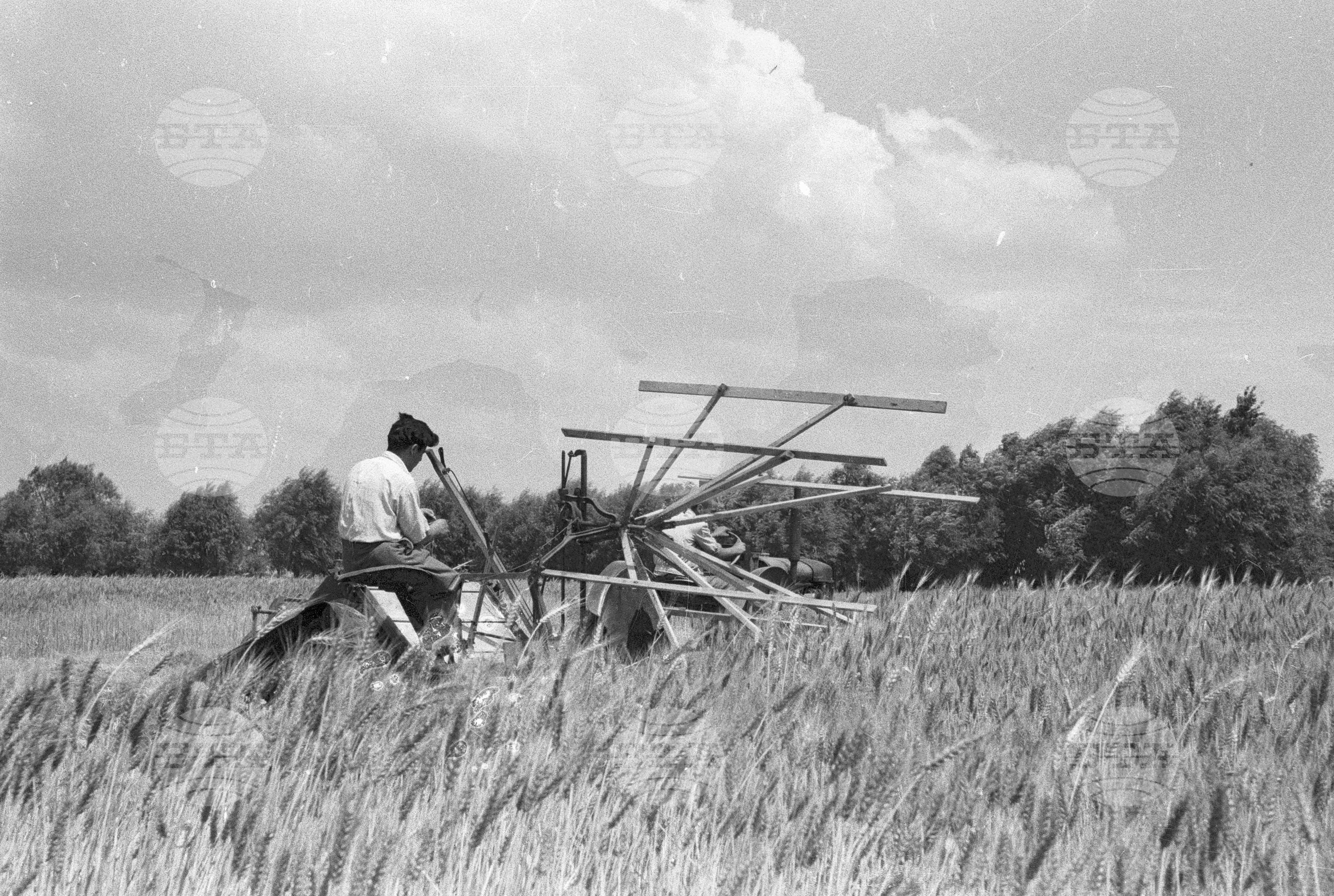Жътва в Голямо Конаре (дн. гр. Съединение), 1951