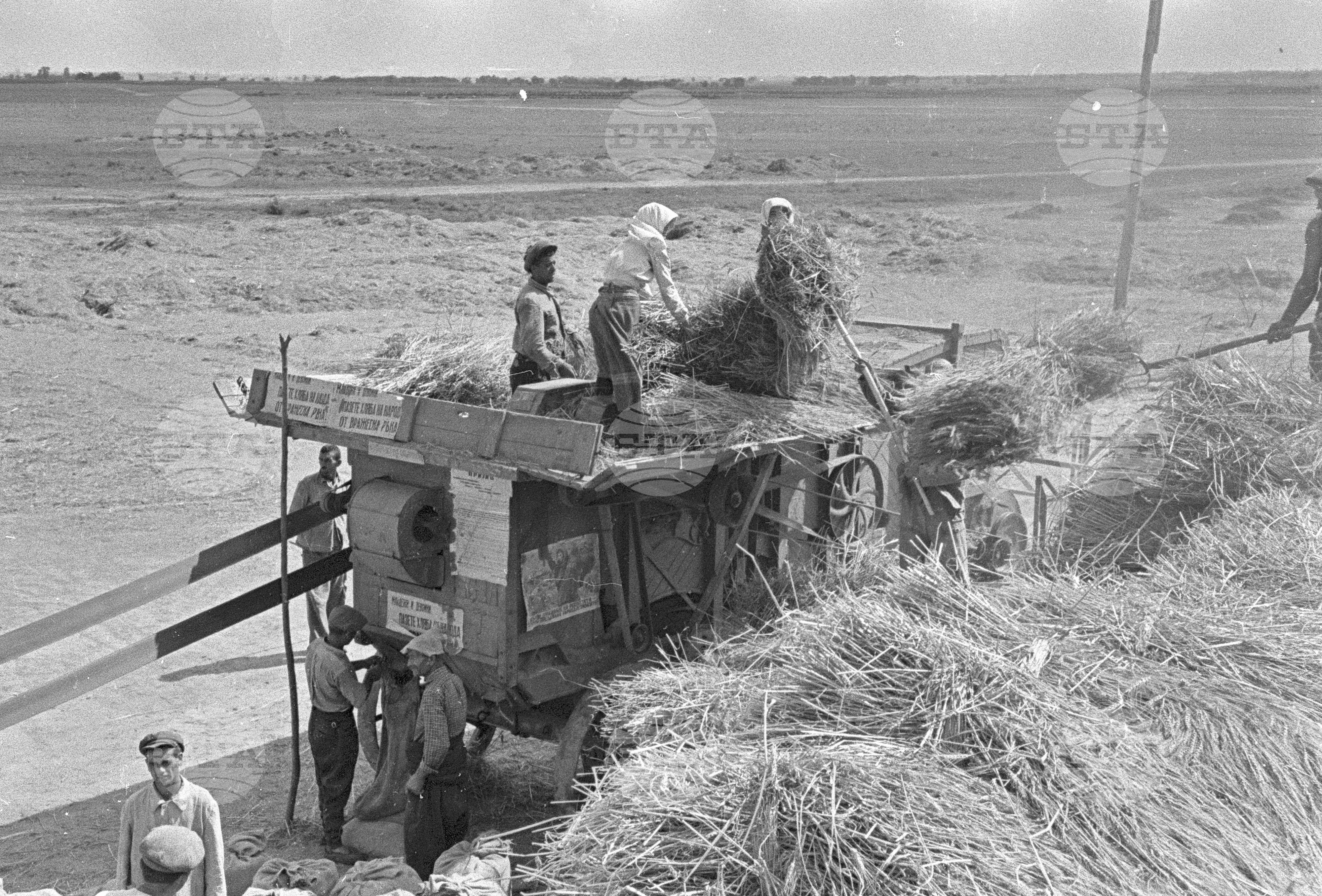 Беритба на памук в Черногорево. Архив - Българска телеграфна агенция (БТА), 1951