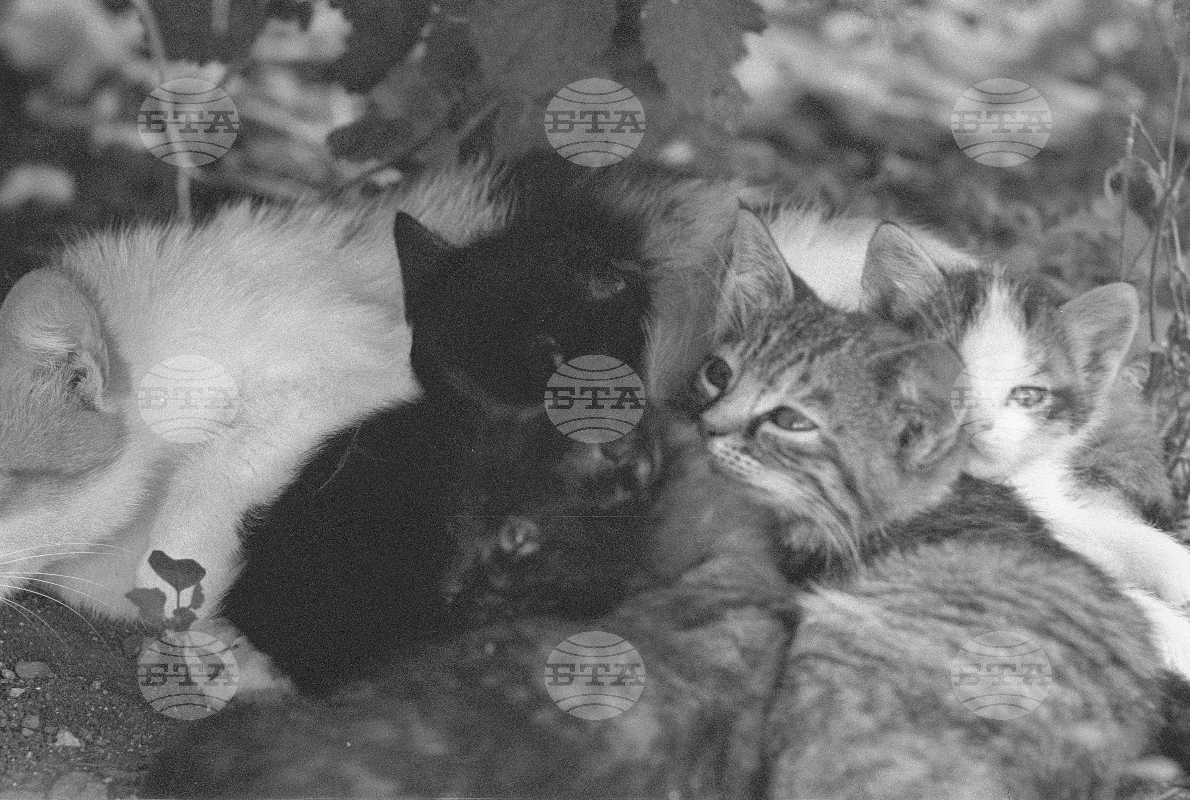 Котенца 1971 година