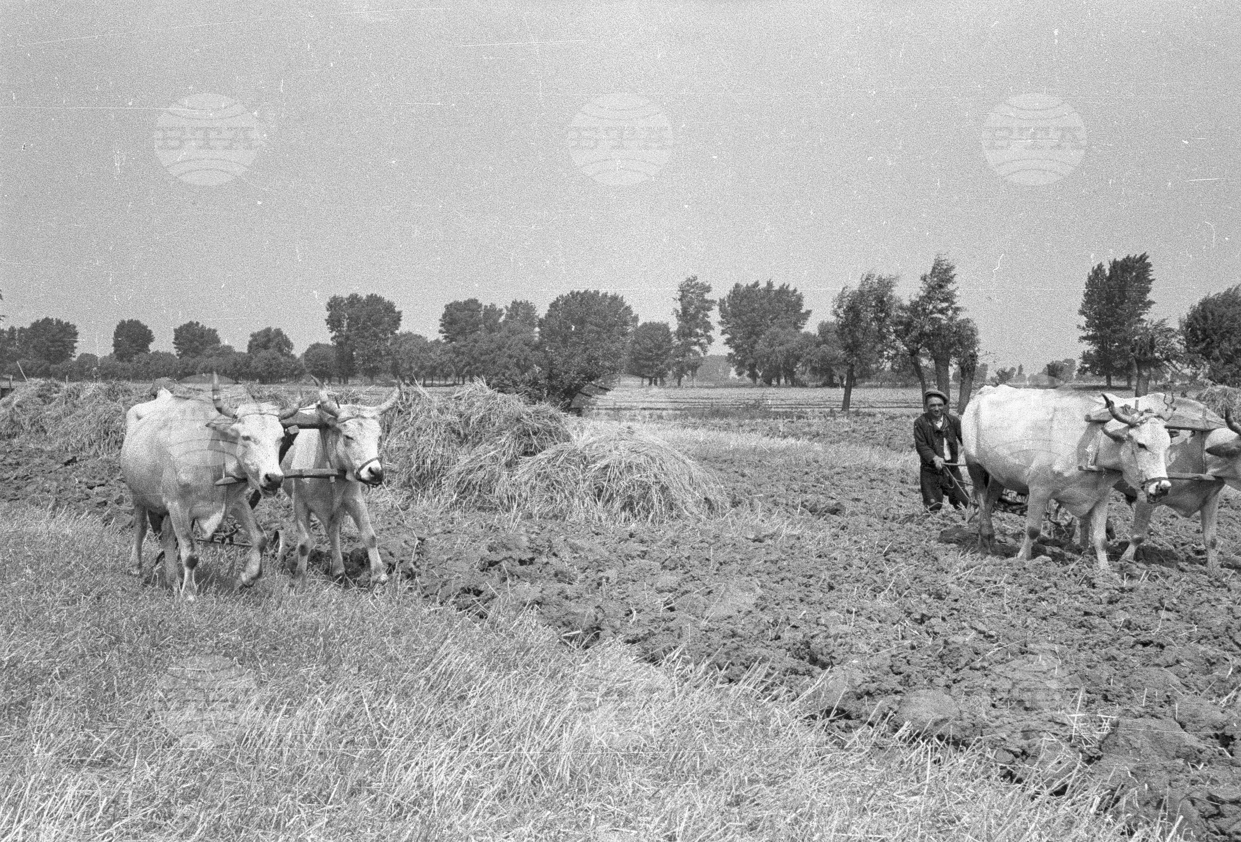 Жътва в Цалапица - Костиево, 1951